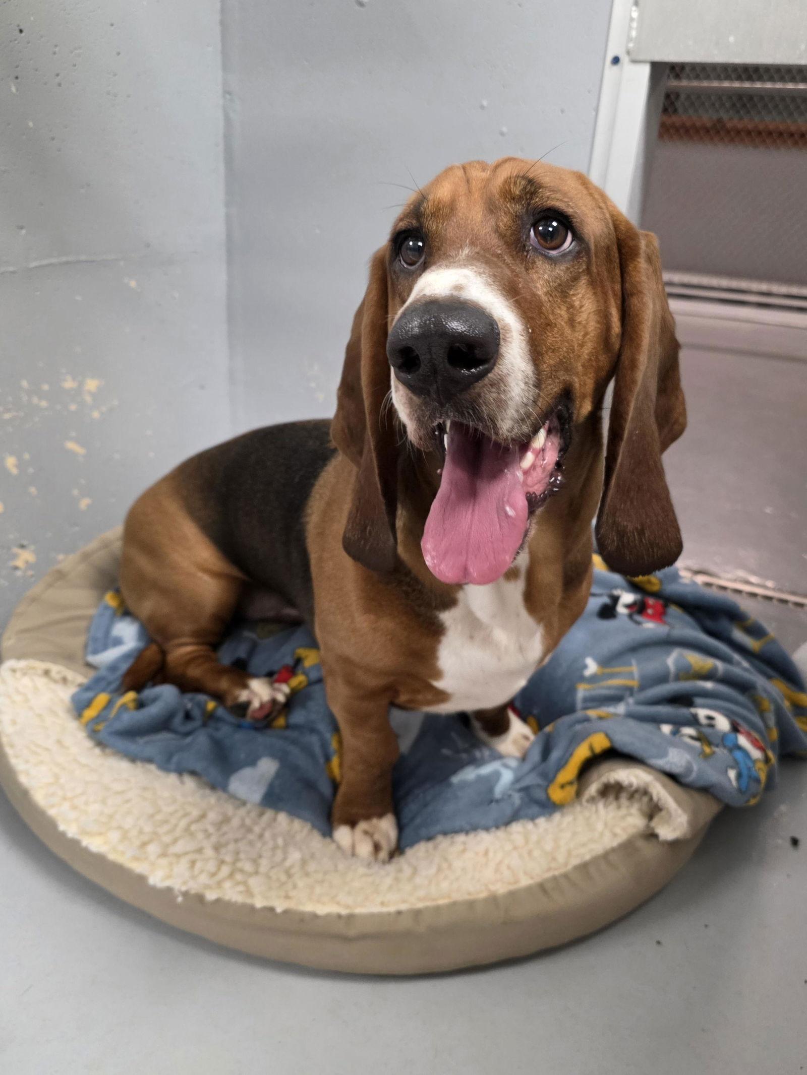 Enlarge Huey (3/26), a Adoptable Basset Hound in Brookville, OH image 2/3