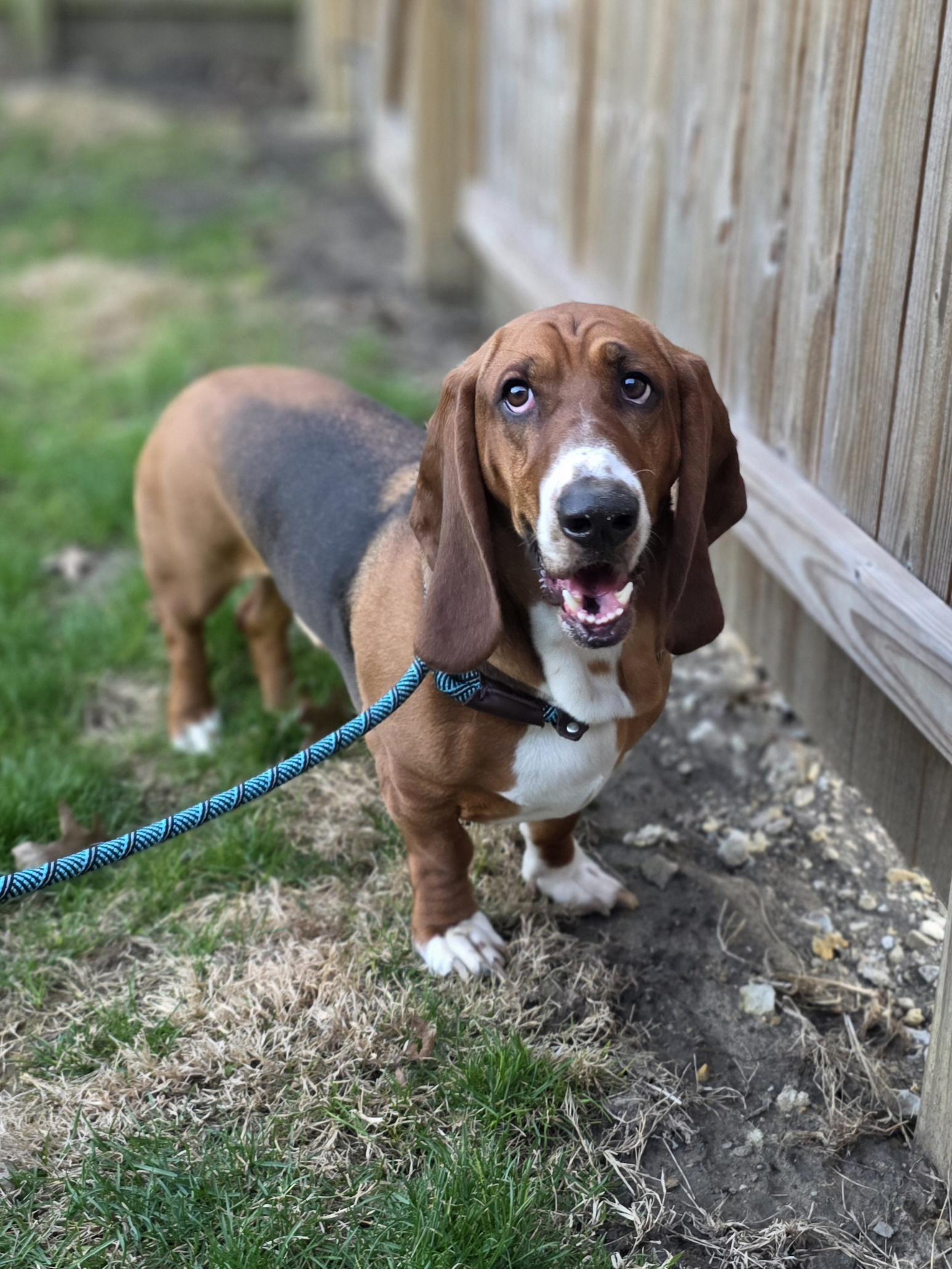 Enlarge Huey (3/26), a Adoptable Basset Hound in Brookville, OH image 3/3