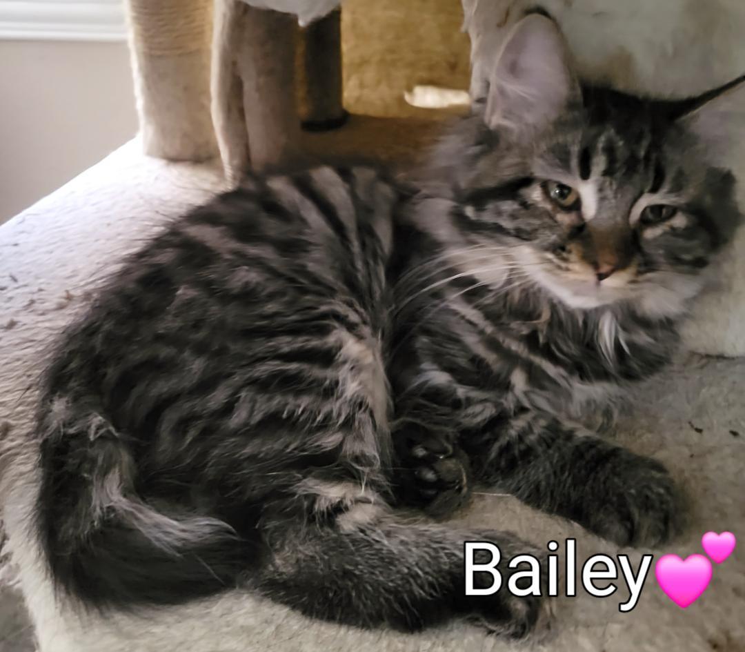 Baily, Baby Female unknown