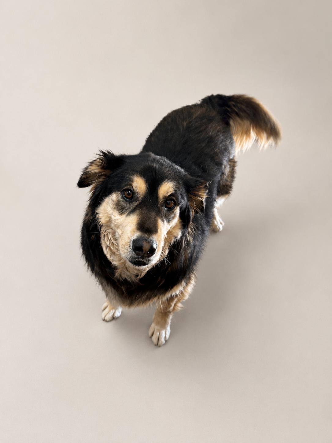 Kiara, ADOPTABLE, Adult Female Mixed Breed.