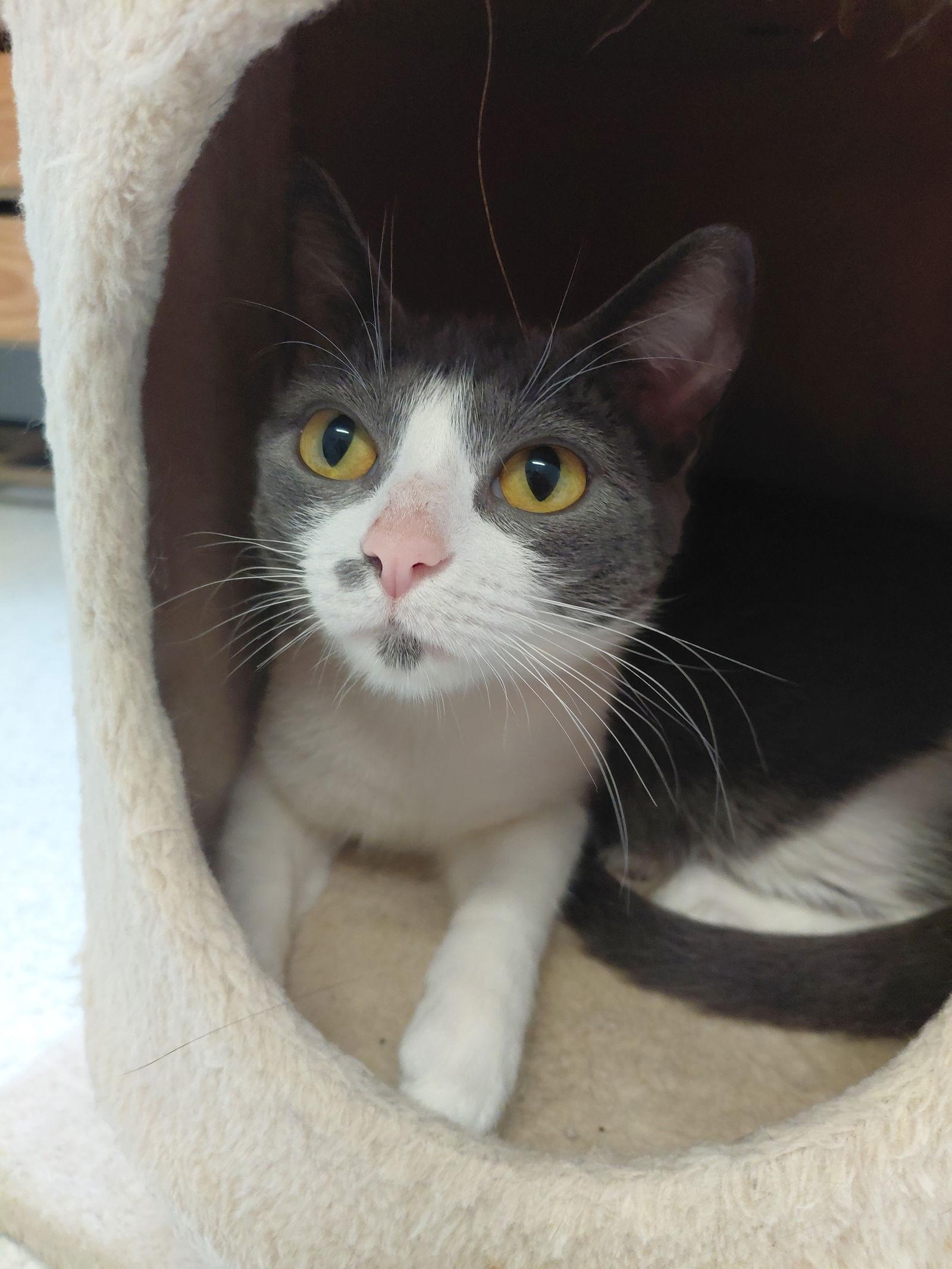 Papita @ The Cat's Brew, a Adoptable Domestic Short Hair in Montello, WI image 1/3