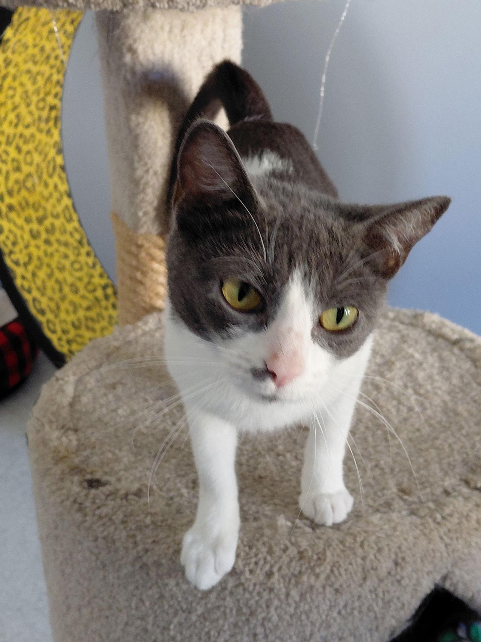 Papita @ The Cat's Brew, a Adoptable Domestic Short Hair in Montello, WI image 3/3