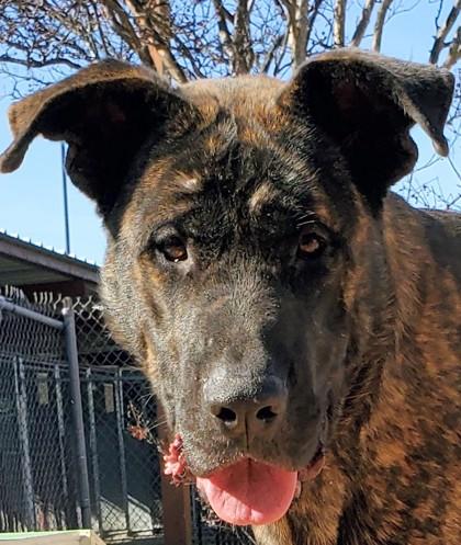 Cringer, Adoptable, Adult Male Mixed Breed & Mixed Breed.