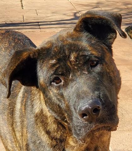 Enlarge Cringer, a Adoptable mixed breed in Shreveport, LA image 2/2