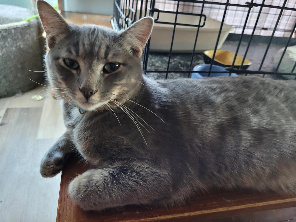 Smokey, an adoptable Domestic Short Hair in Toledo, OR, 97391 | Photo Image 1