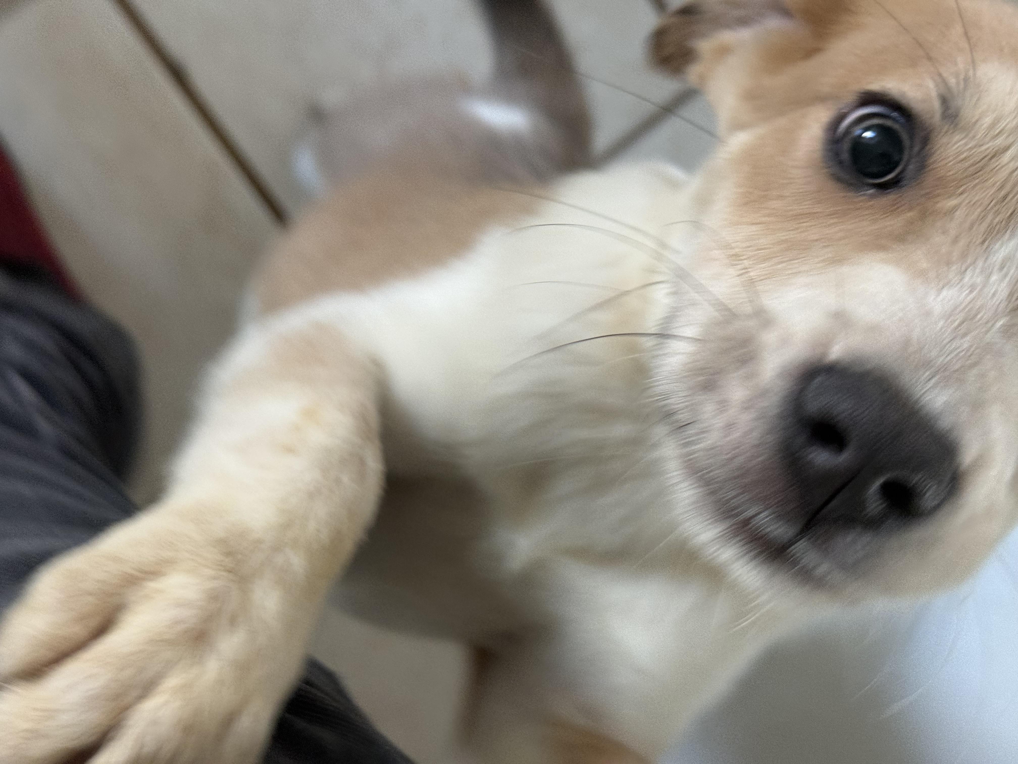 Lucy, an adopted mixed breed in Carver, MA image 2/4