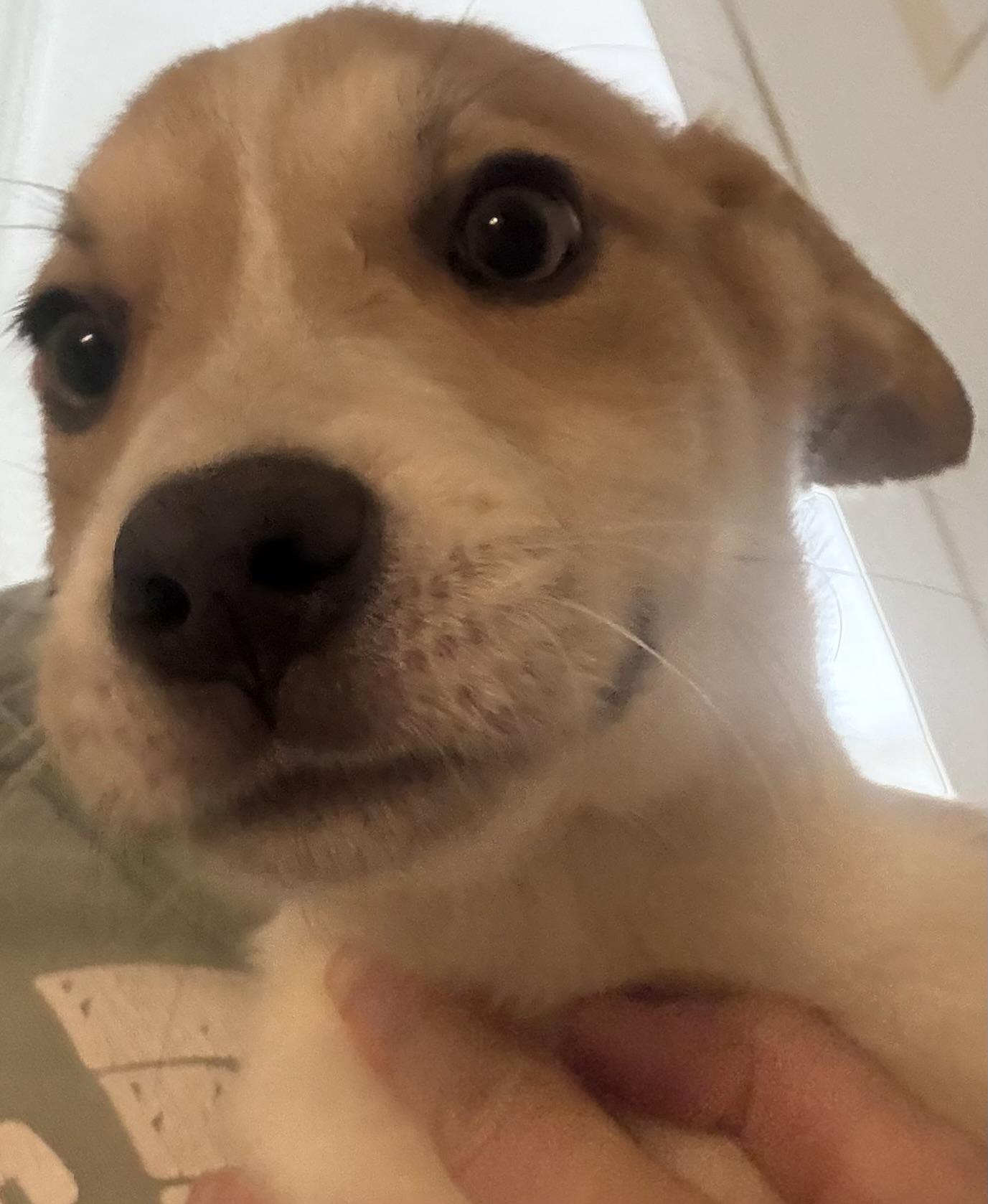 Lucy, an adopted mixed breed in Carver, MA image 4/4