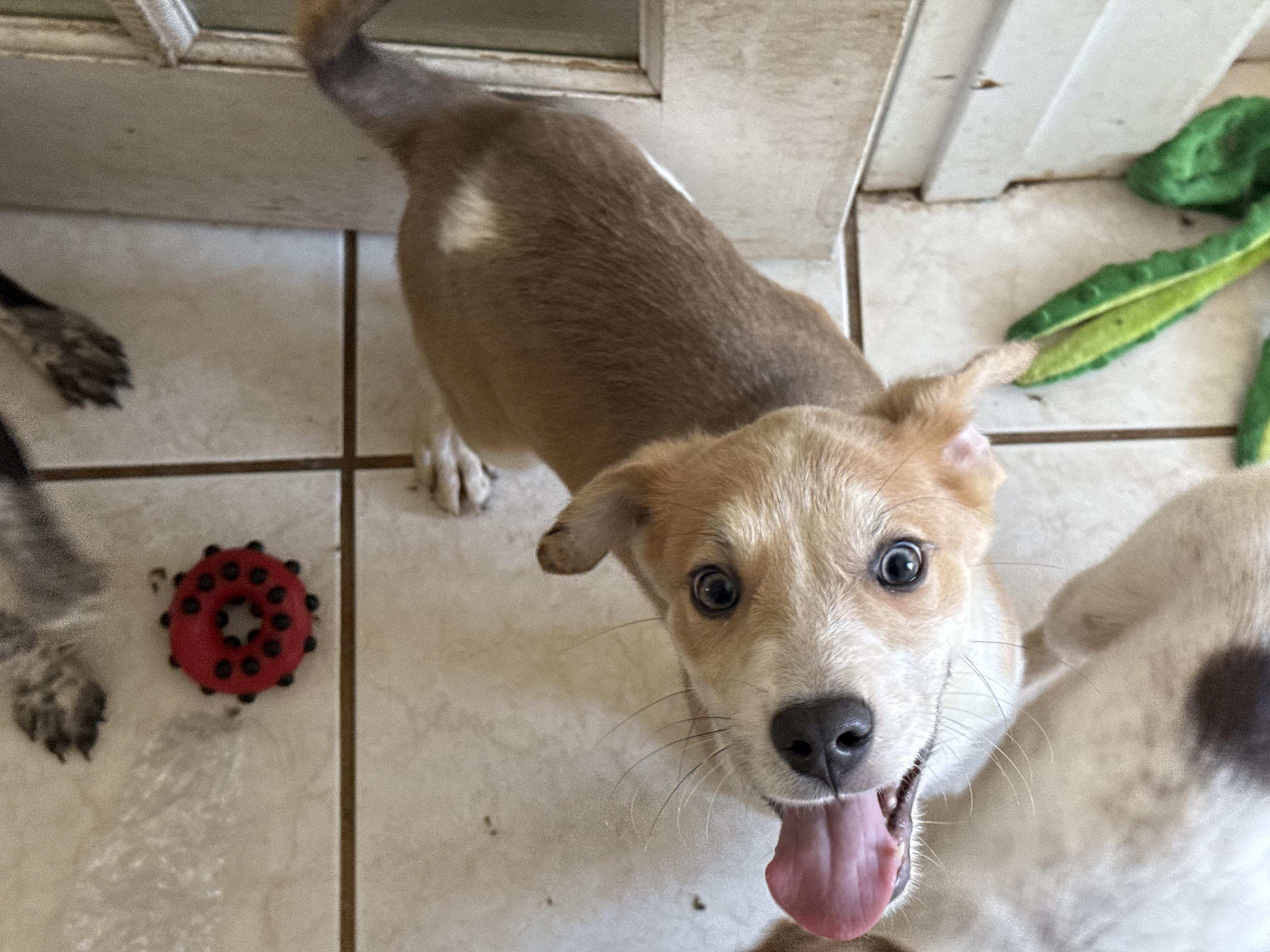 Lucy, an adopted mixed breed in Carver, MA image 1/4