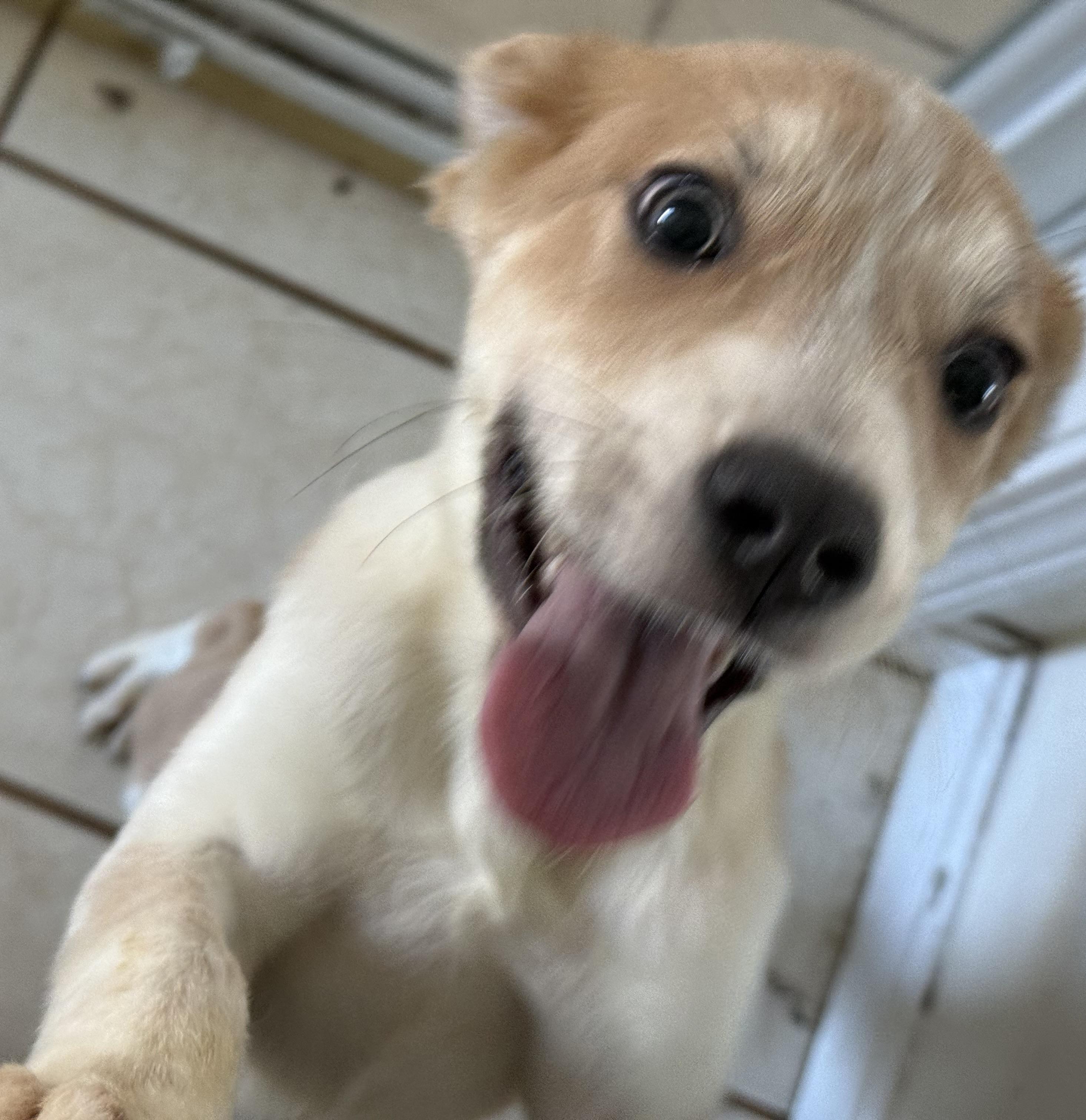 Lucy, an adopted mixed breed in Carver, MA image 3/4