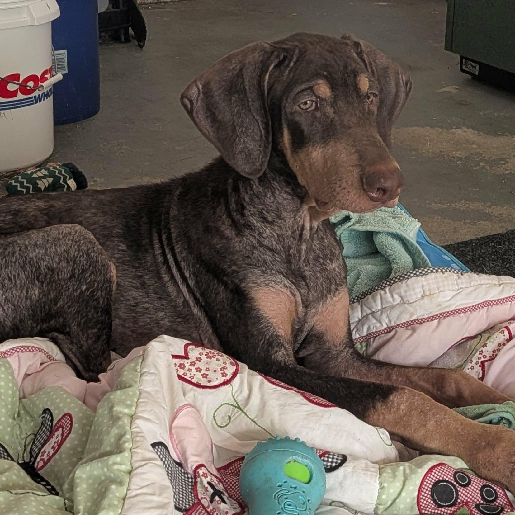 Enlarge Gilly, a ADOPTABLE Doberman Pinscher in Westland, MI image 6/6