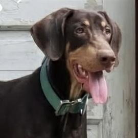 Gilly, ADOPTABLE, Puppy Male Doberman Pinscher.