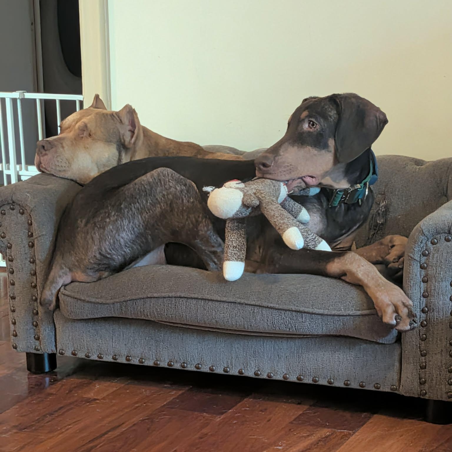 Enlarge Gilly, a ADOPTABLE Doberman Pinscher in Westland, MI image 2/6