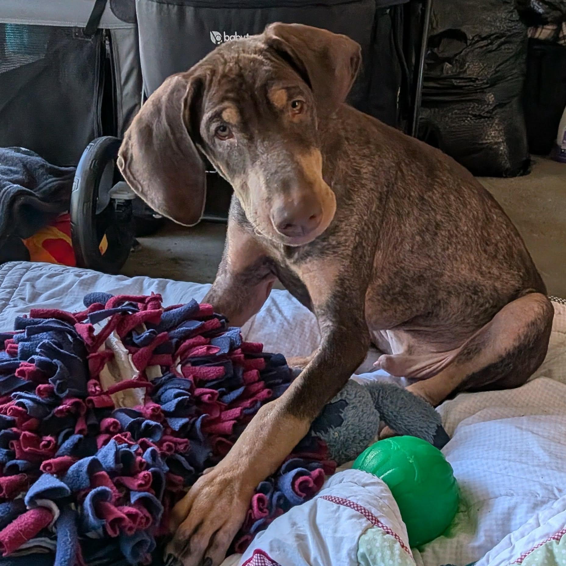 Enlarge Gilly, a ADOPTABLE Doberman Pinscher in Westland, MI image 5/6