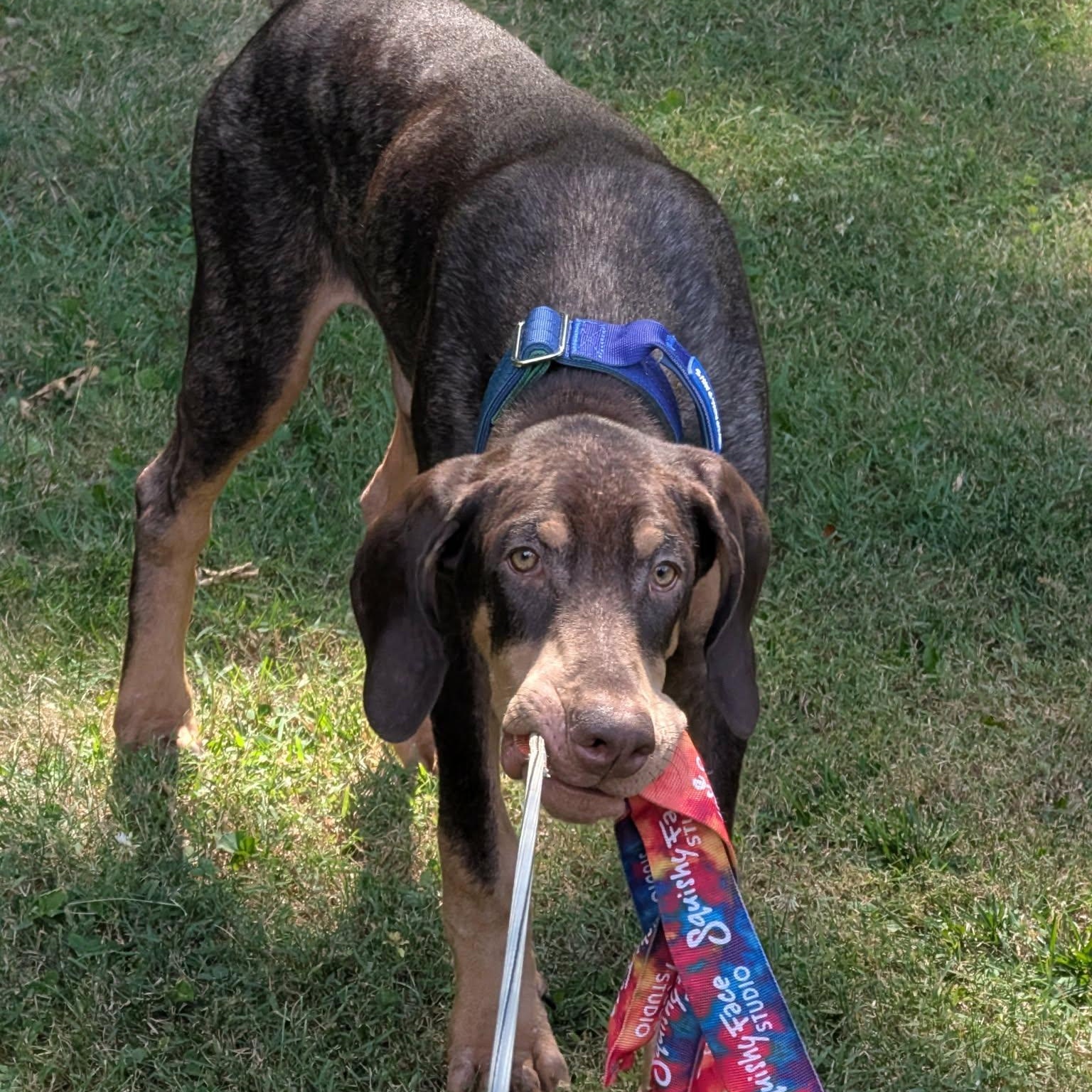 Enlarge Gilly, a ADOPTABLE Doberman Pinscher in Westland, MI image 4/6