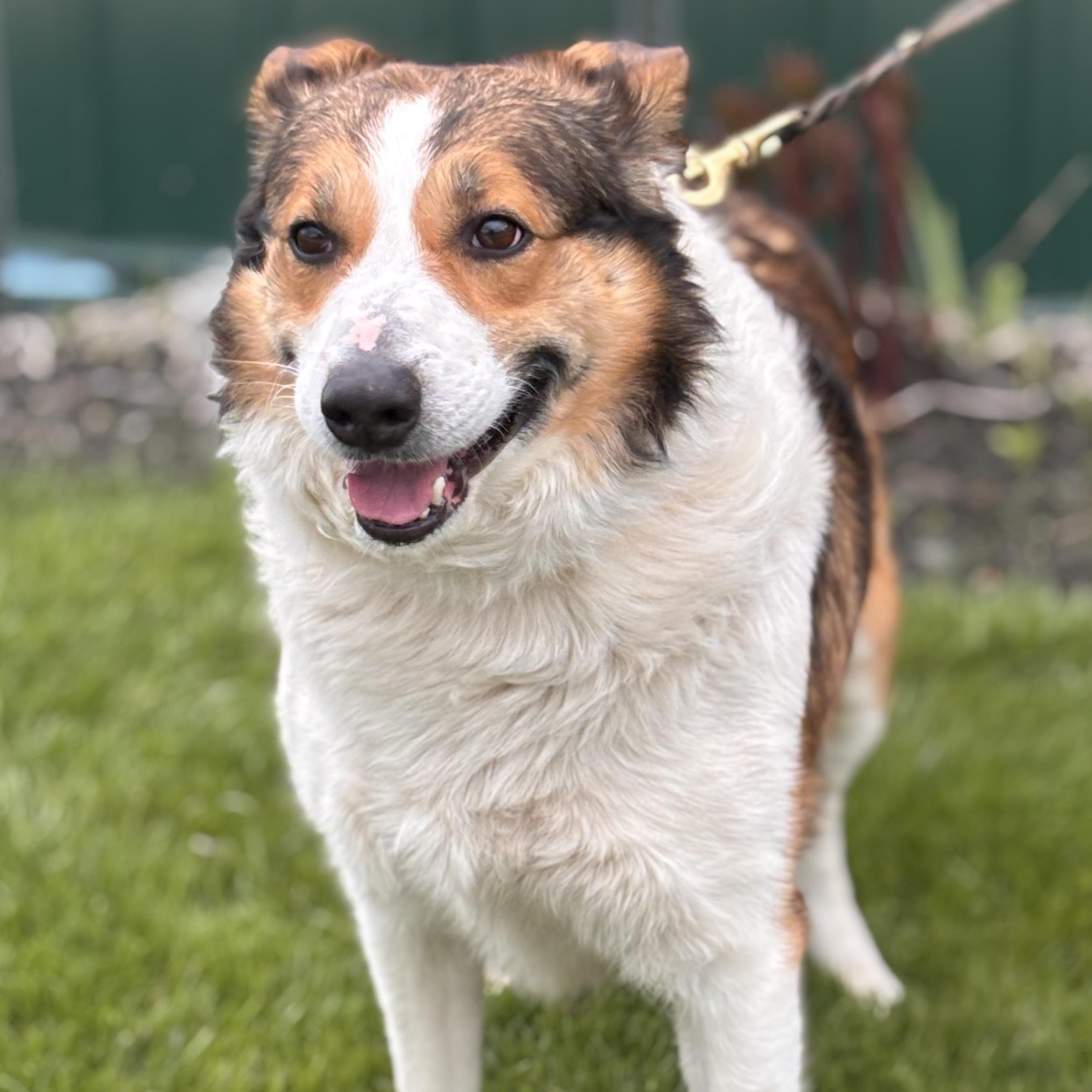 Enlarge Archie, an adopted mixed breed in Batavia, NY image 1/1