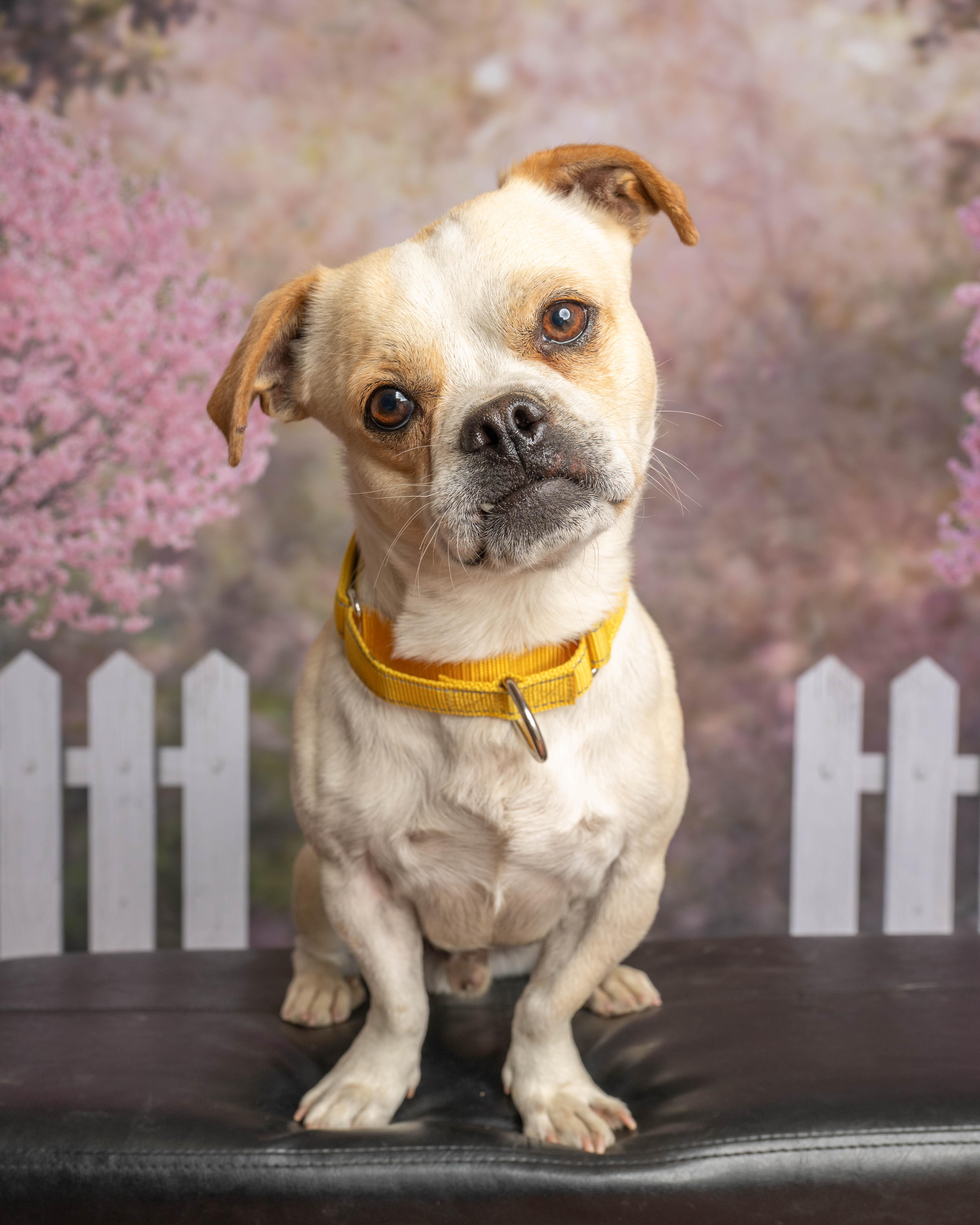Enlarge Bucky, a ADOPTABLE Mixed Breed in Rock Springs, WY image 4/4