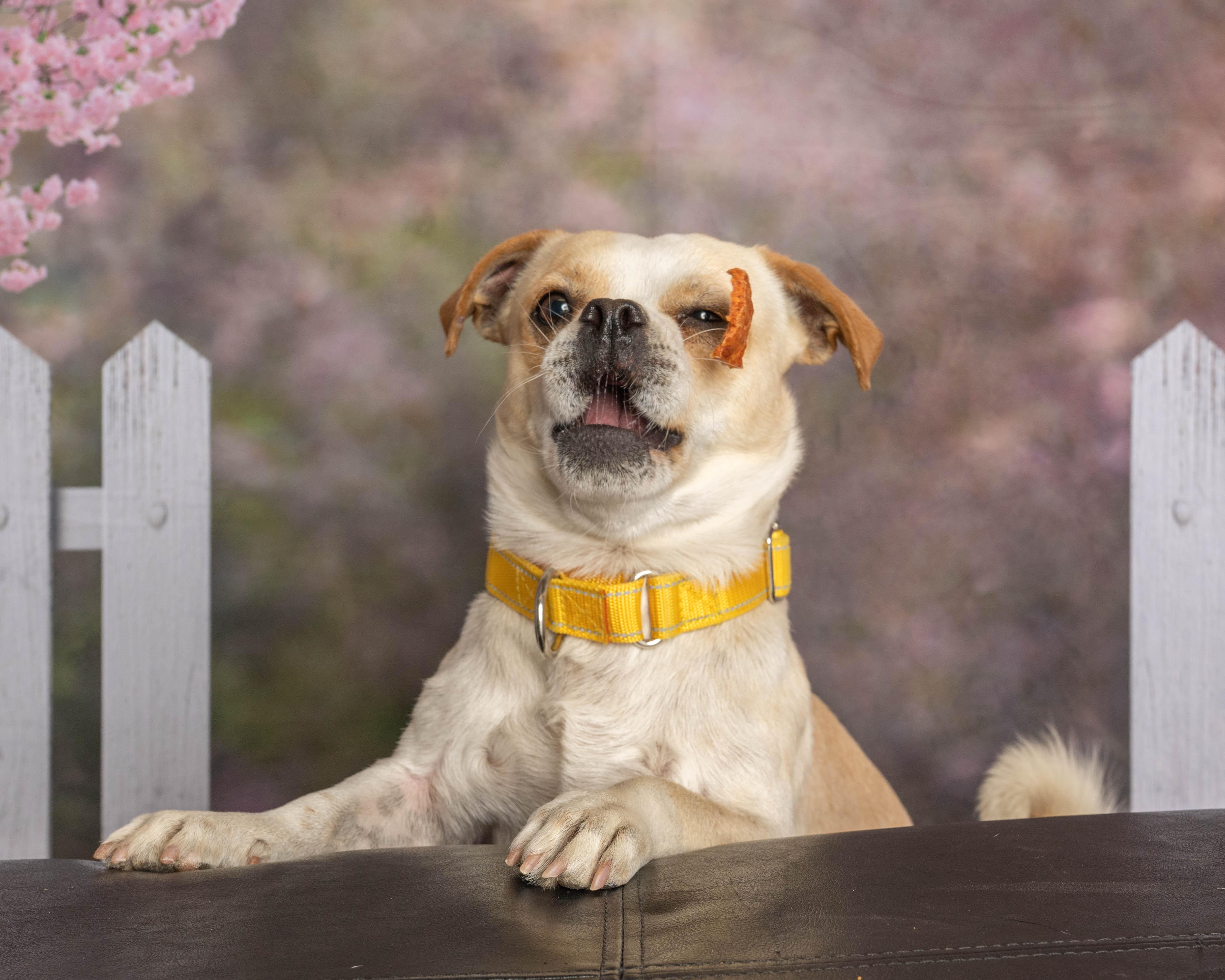 Enlarge Bucky, a ADOPTABLE Mixed Breed in Rock Springs, WY image 3/4