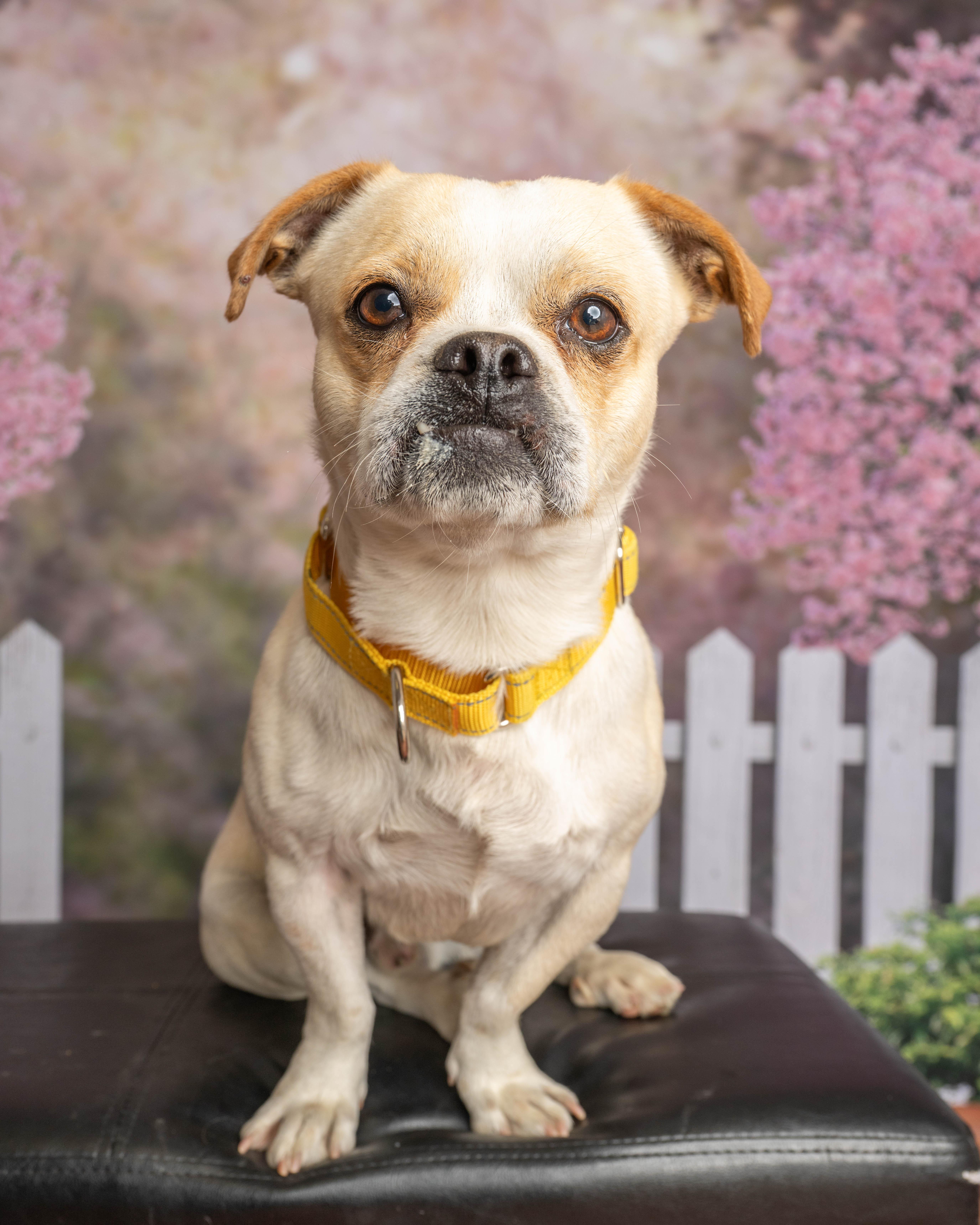 Enlarge Bucky, a ADOPTABLE Mixed Breed in Rock Springs, WY image 2/4