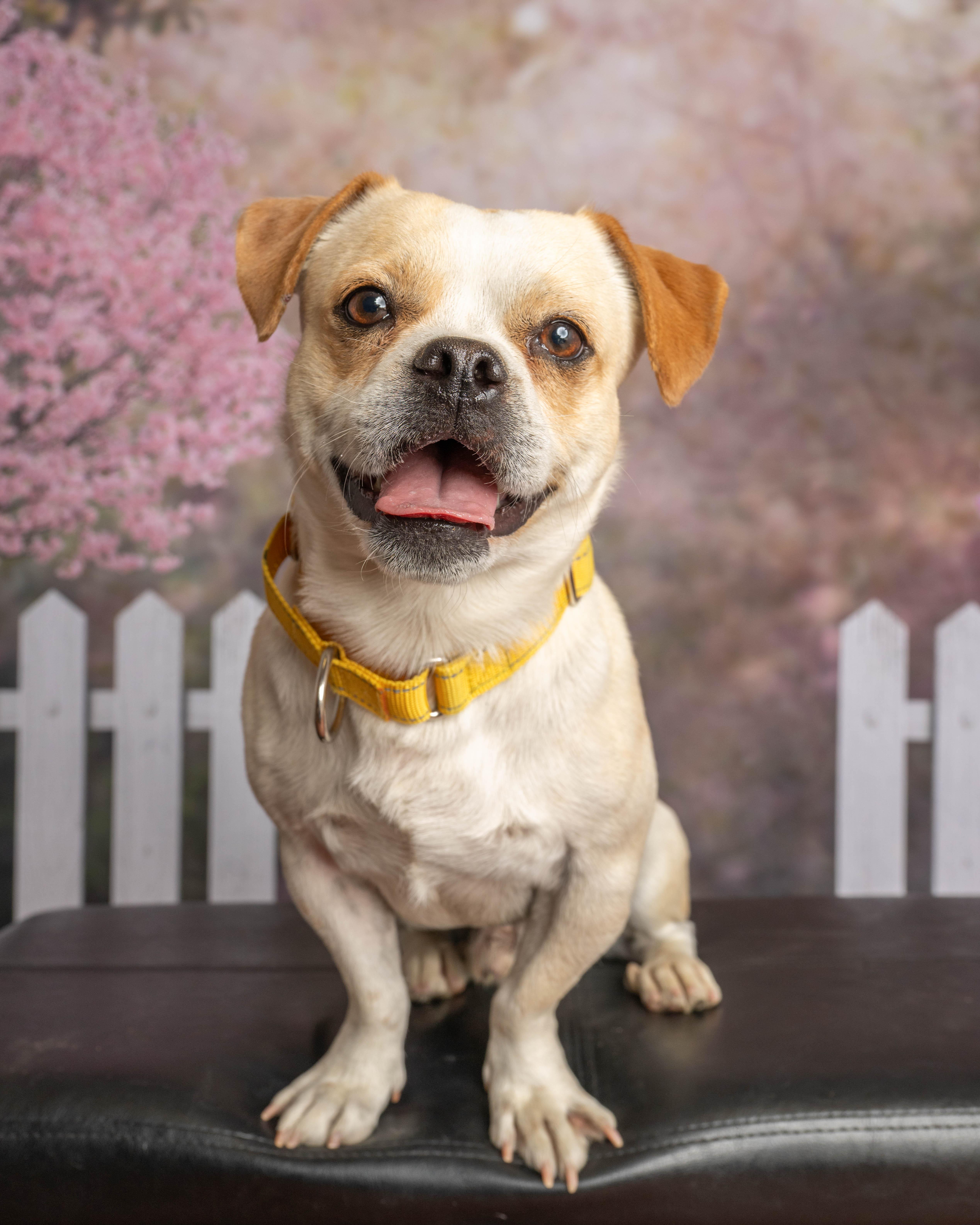Bucky, ADOPTABLE, Adult Male Mixed Breed.