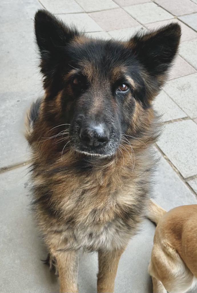 Enlarge Shadow, a Adoptable German Shepherd Dog in Agua Dulce, CA image 1/2