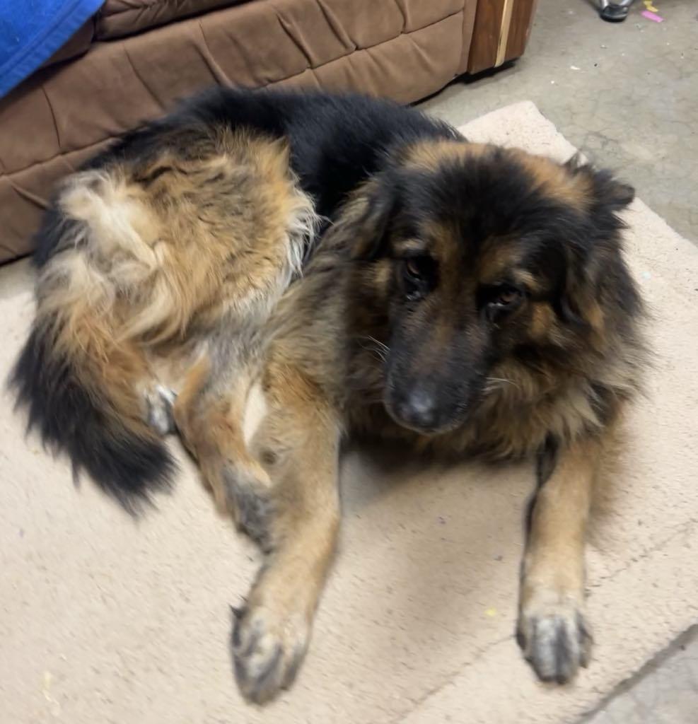 Enlarge Shadow, a Adoptable German Shepherd Dog in Agua Dulce, CA image 2/2