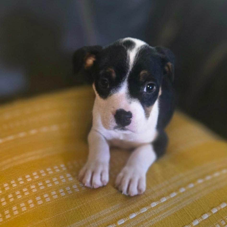 Enlarge Binky, a Adoptable Pit Bull Terrier in Jackson, MO image 2/3