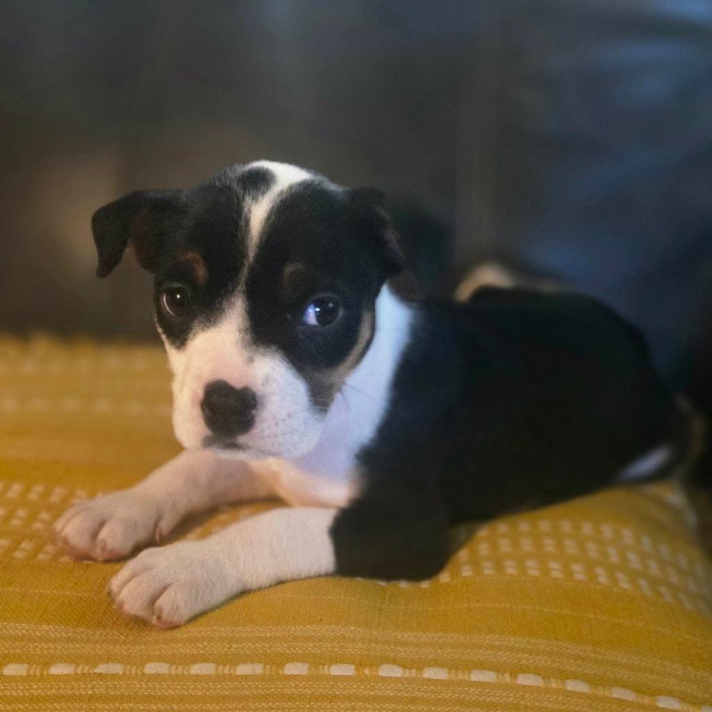 Enlarge Binky, a Adoptable Pit Bull Terrier in Jackson, MO image 3/3