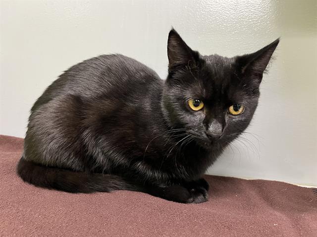 HANSEL, Adoptable, Young Male Domestic Short Hair.