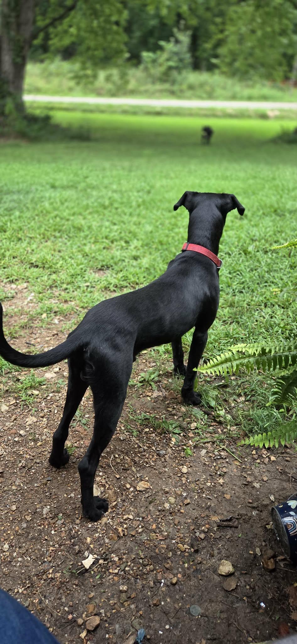 Enlarge Coal, a ADOPTABLE mixed breed in Clarksburg, MO image 5/6