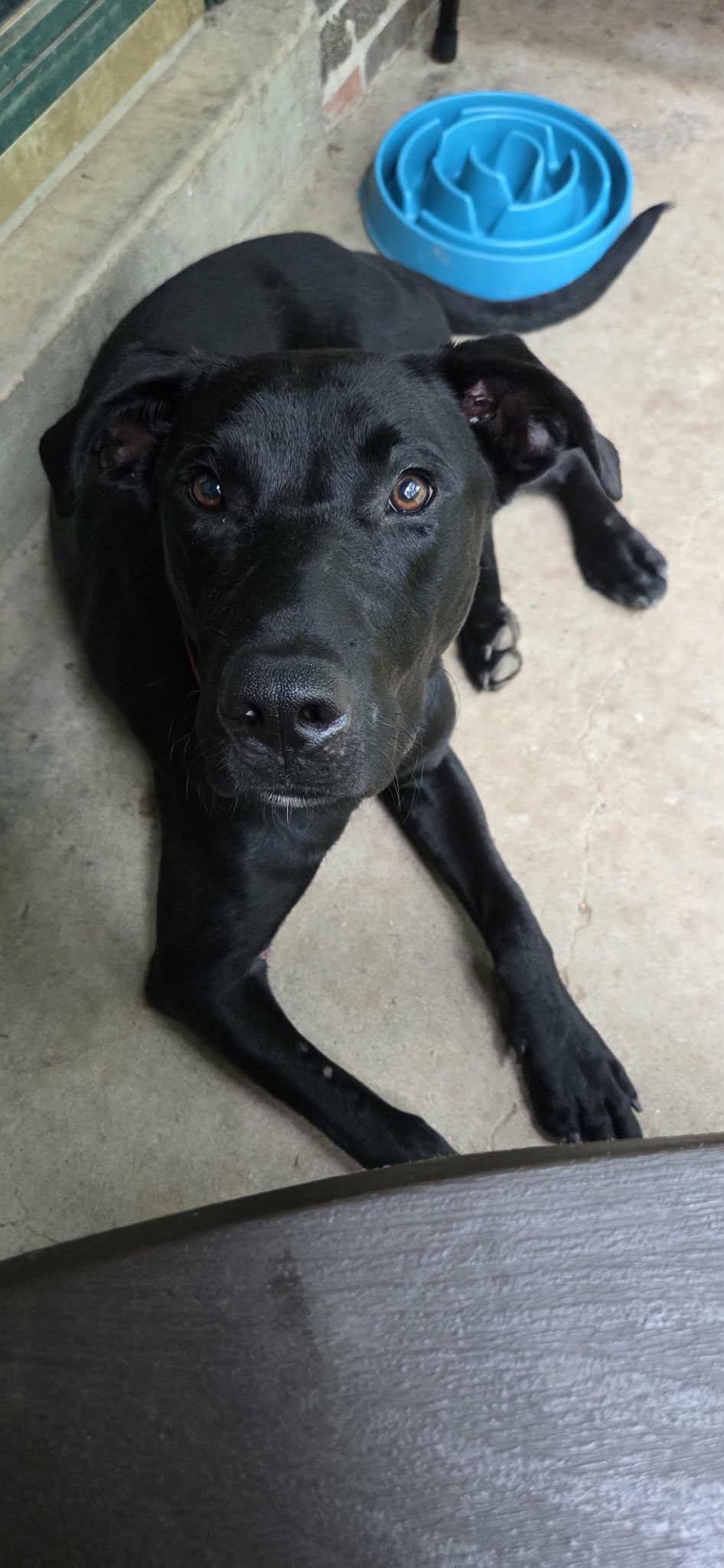 Enlarge Coal, a ADOPTABLE mixed breed in Clarksburg, MO image 4/6