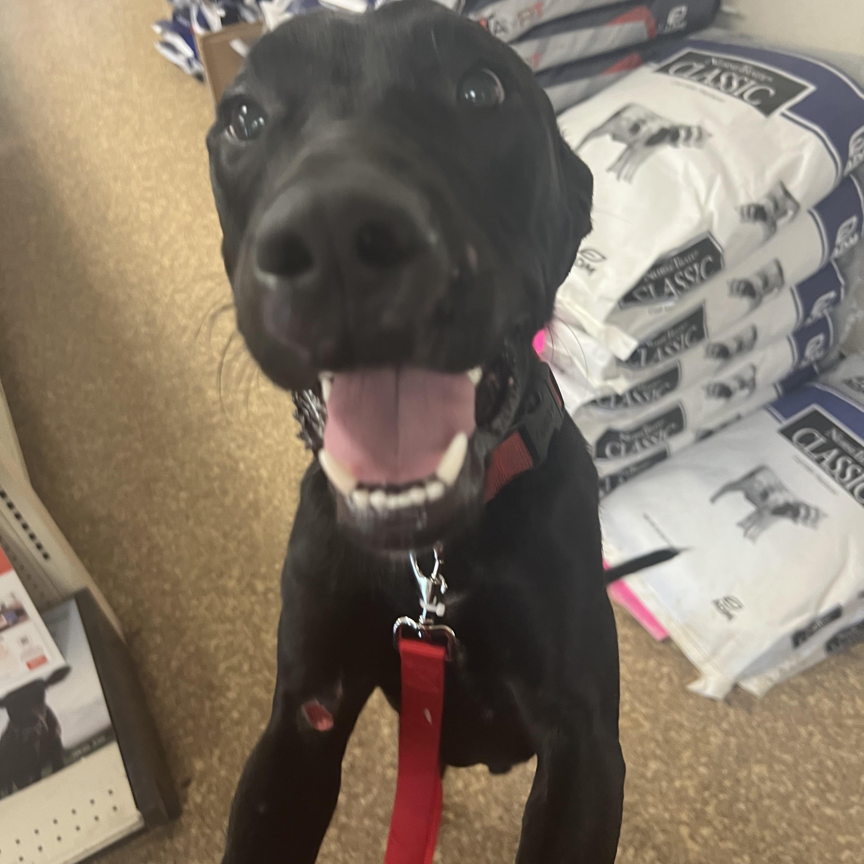 Enlarge Coal, a ADOPTABLE mixed breed in Clarksburg, MO image 6/6