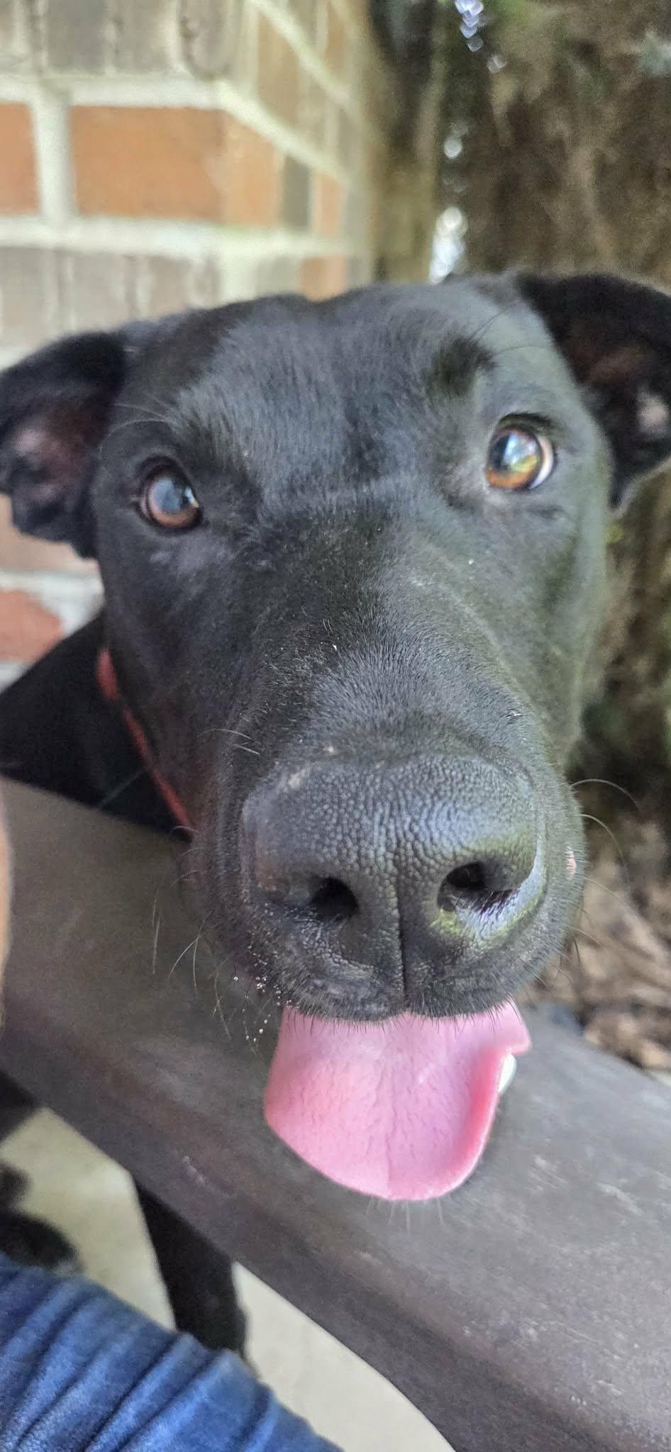 Coal, ADOPTABLE, Young Male Labrador Retriever.