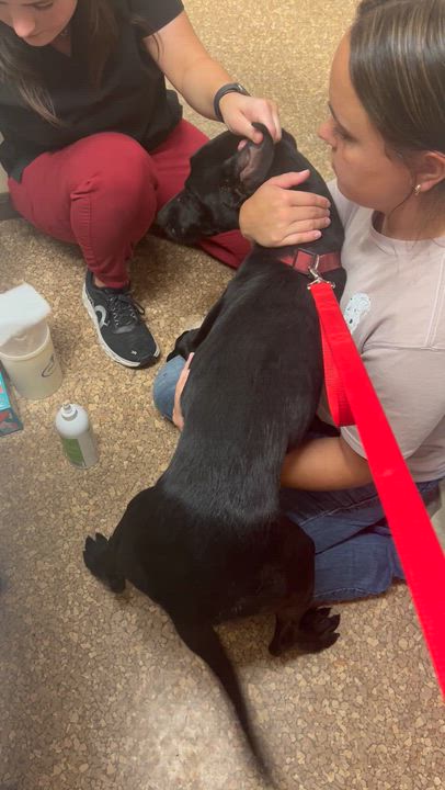 Enlarge Coal, a ADOPTABLE mixed breed in Clarksburg, MO video 2/6