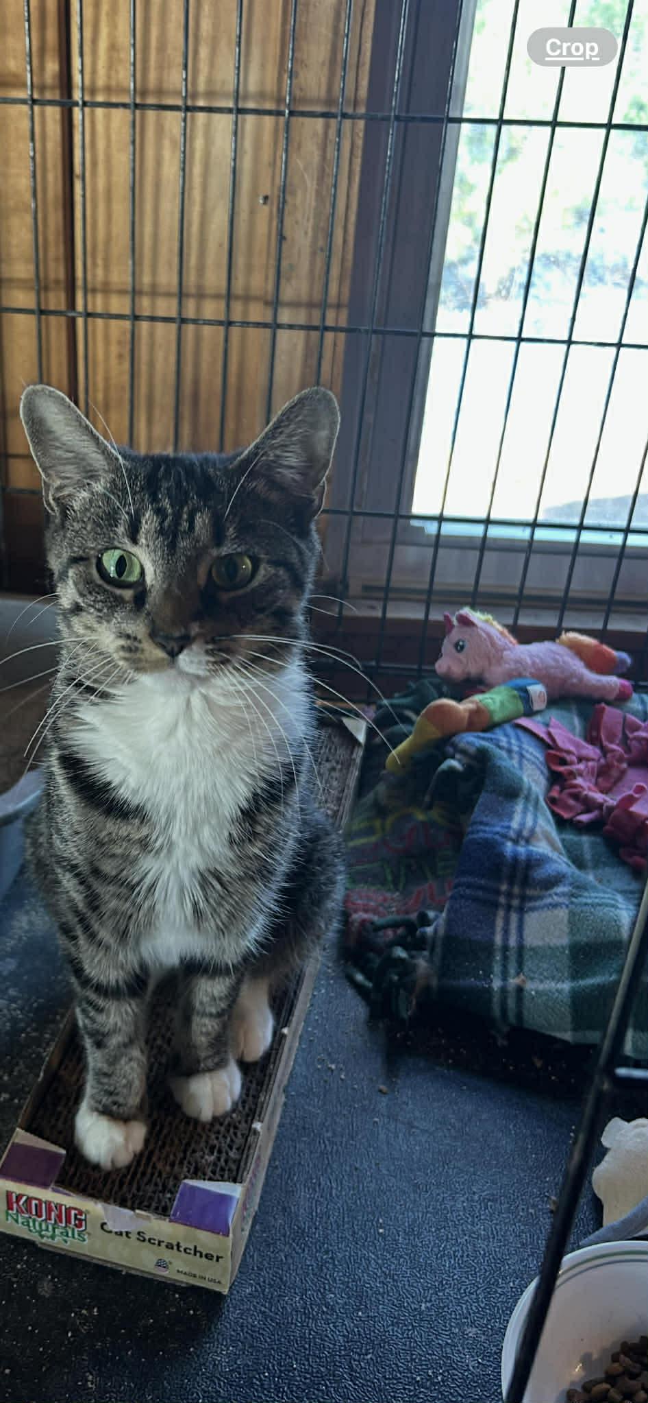 Enlarge Cherry, a Adoptable Domestic Short Hair in Chicopee, MA image 1/1