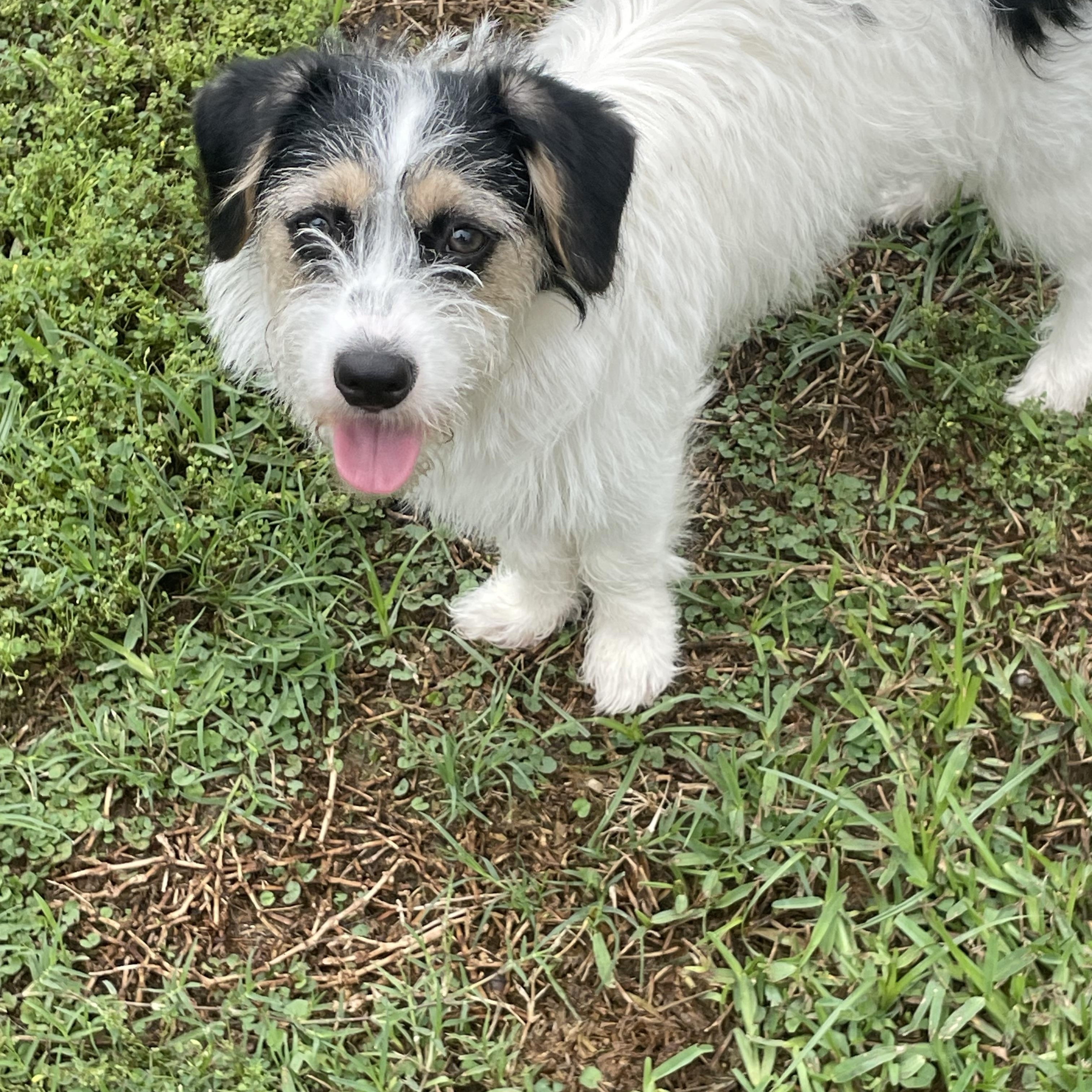 Bristle, ADOPTABLE, Adult Female Terrier.
