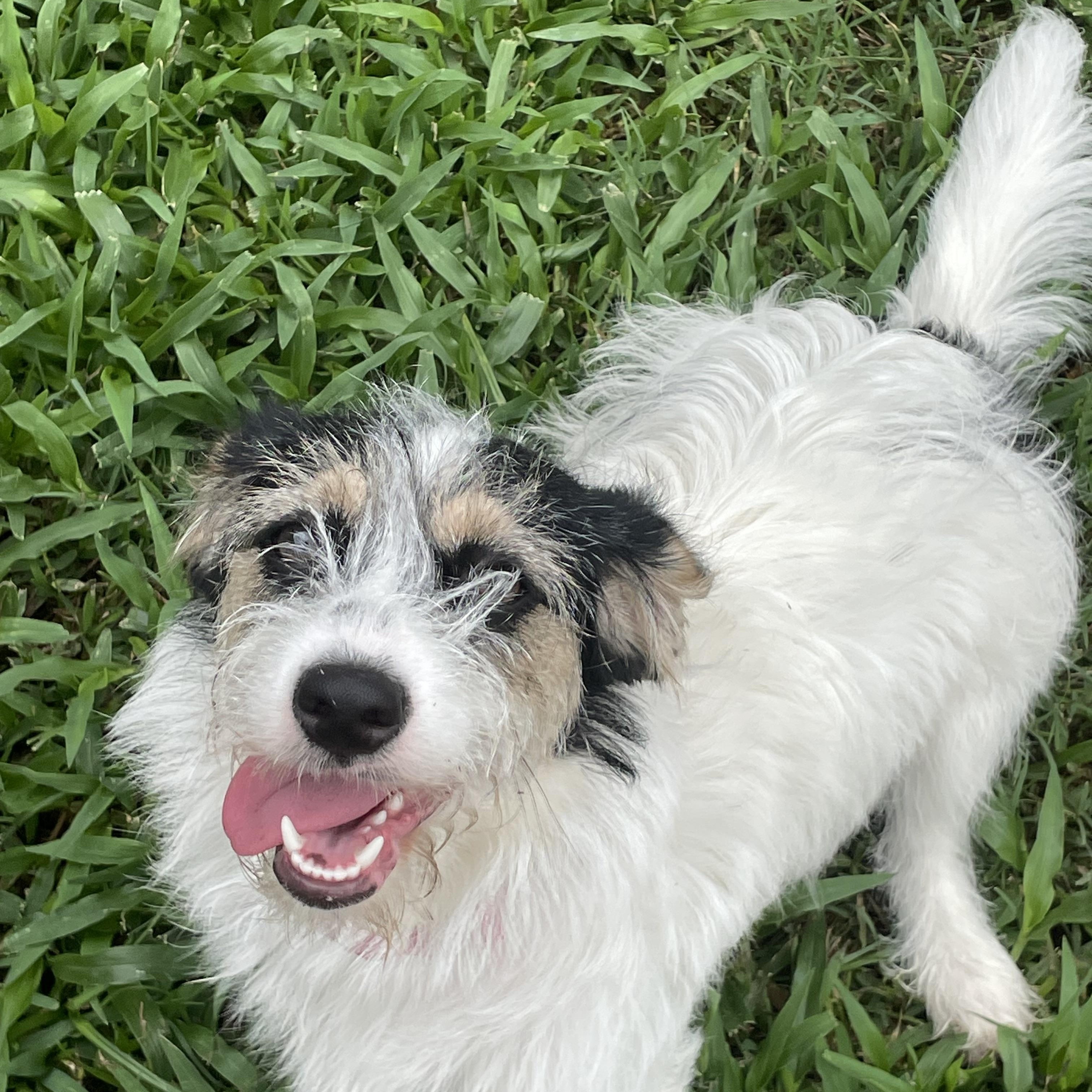 Enlarge Bristle, a ADOPTABLE mixed breed in Metairie, LA image 2/3