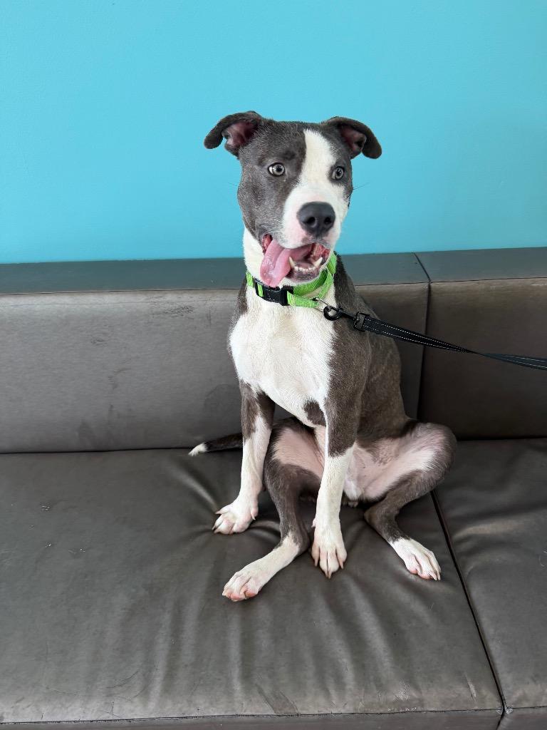 River, Adoptable, Young Male Mixed Breed.