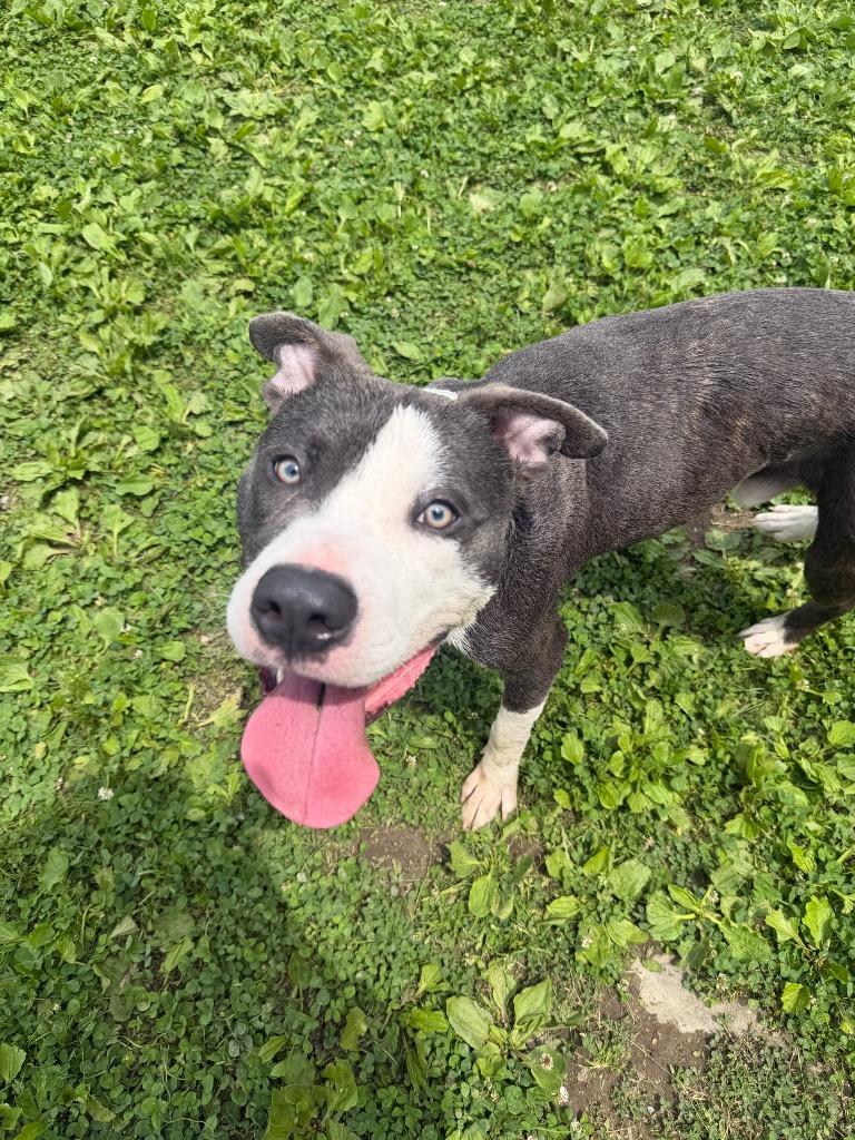 River, Adoptable, Puppy Male Mixed Breed.