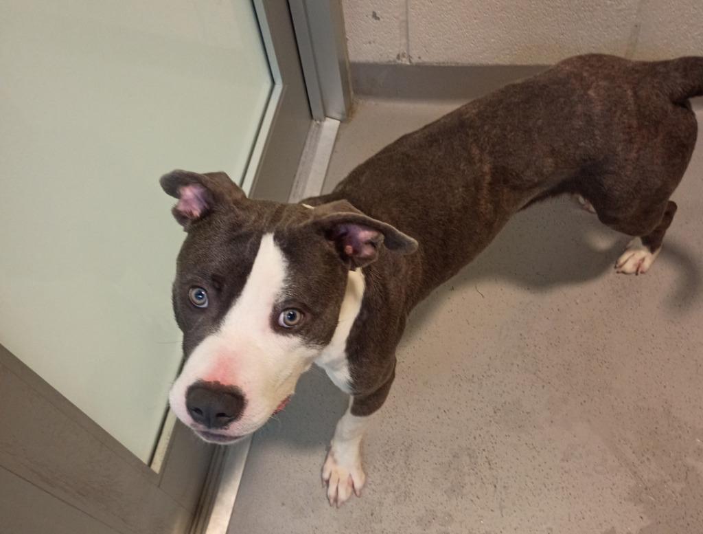 River, a Adoptable mixed breed in Hyde Park, NY image 4/4