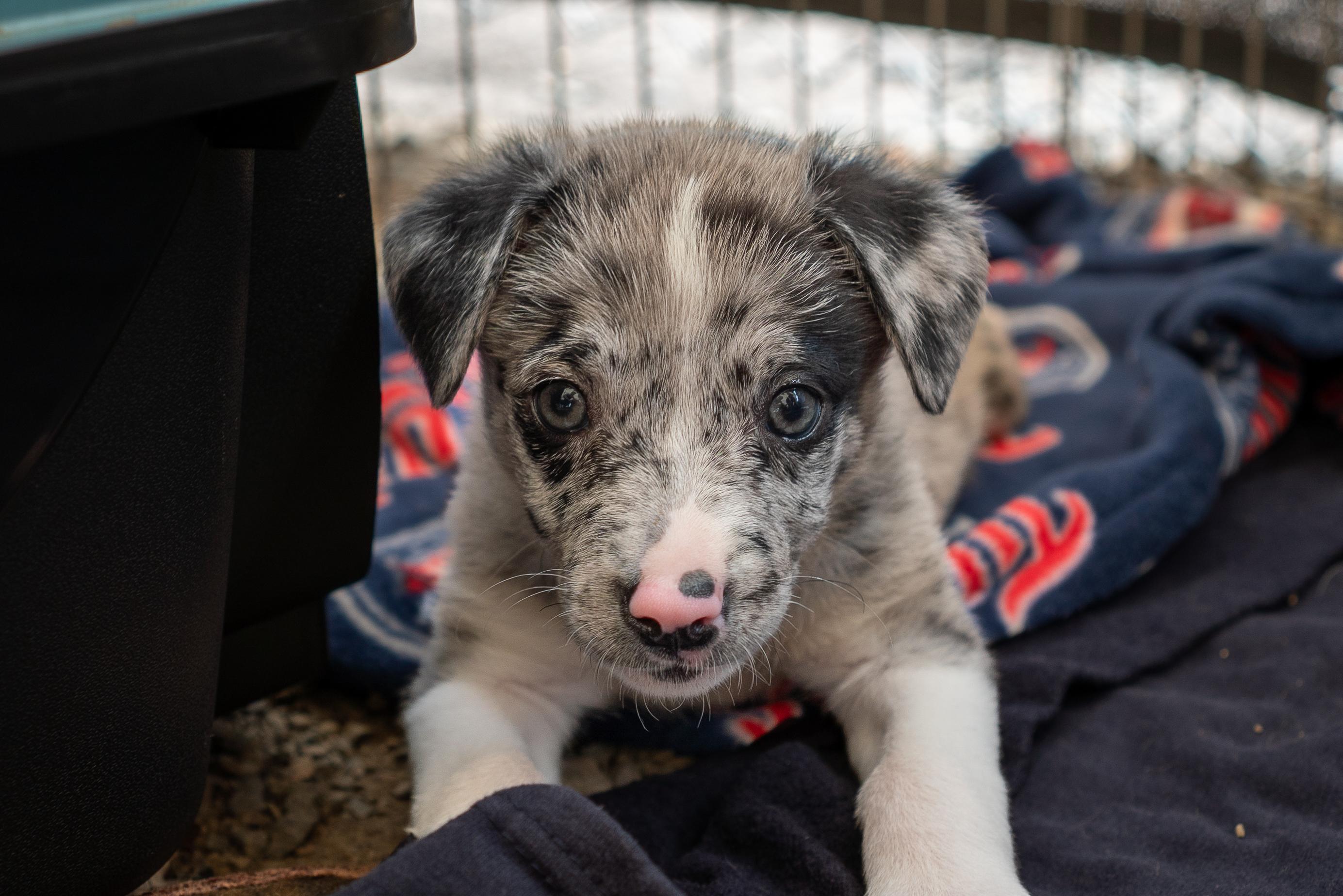 Evie, Adoptable, Puppy Female Australian Shepherd.