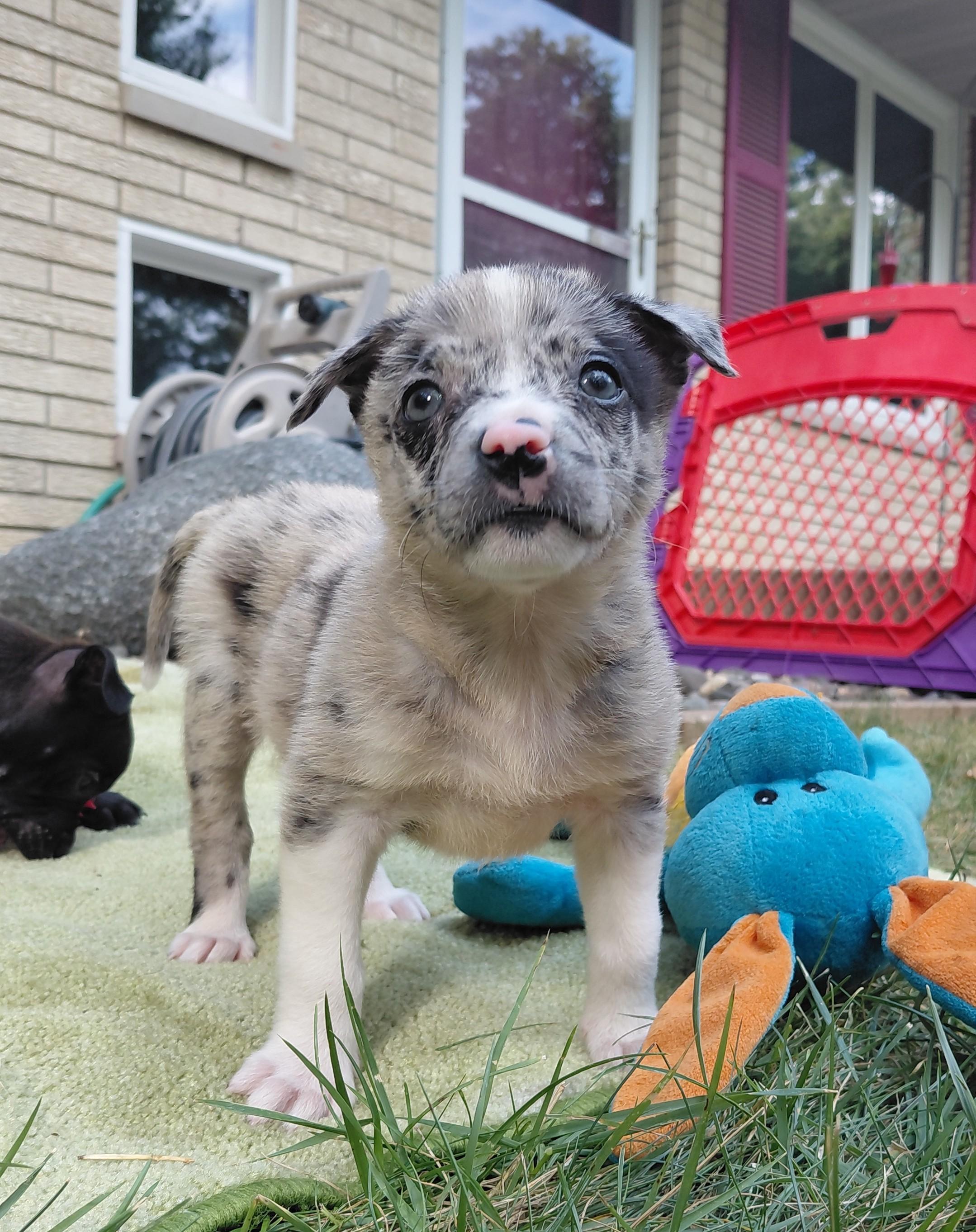 Evie, an adoptable mixed breed in Minneapolis, MN image 1/4