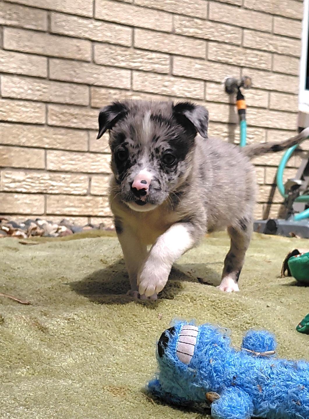 Evie, an adoptable mixed breed in Minneapolis, MN image 3/4