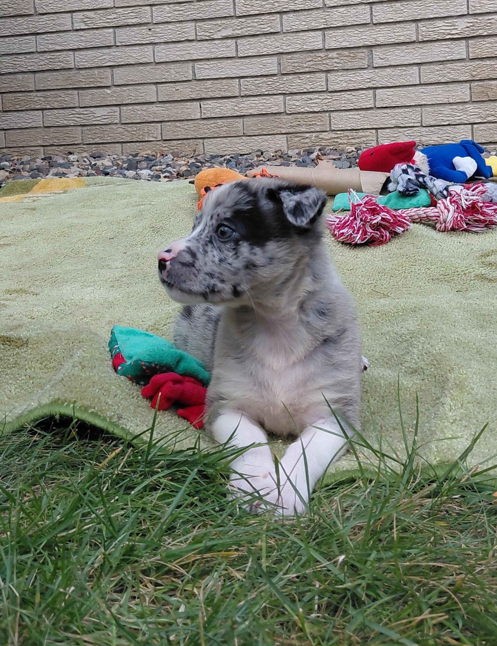 Evie, an adoptable mixed breed in Minneapolis, MN image 2/4