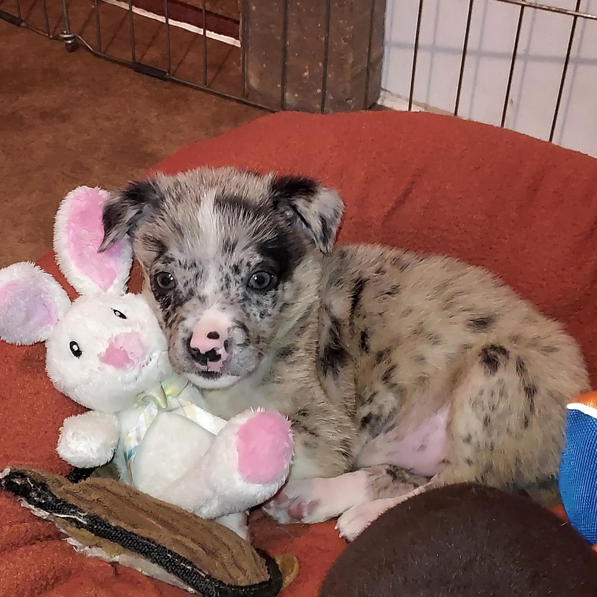 Evie, an adoptable mixed breed in Minneapolis, MN image 4/4