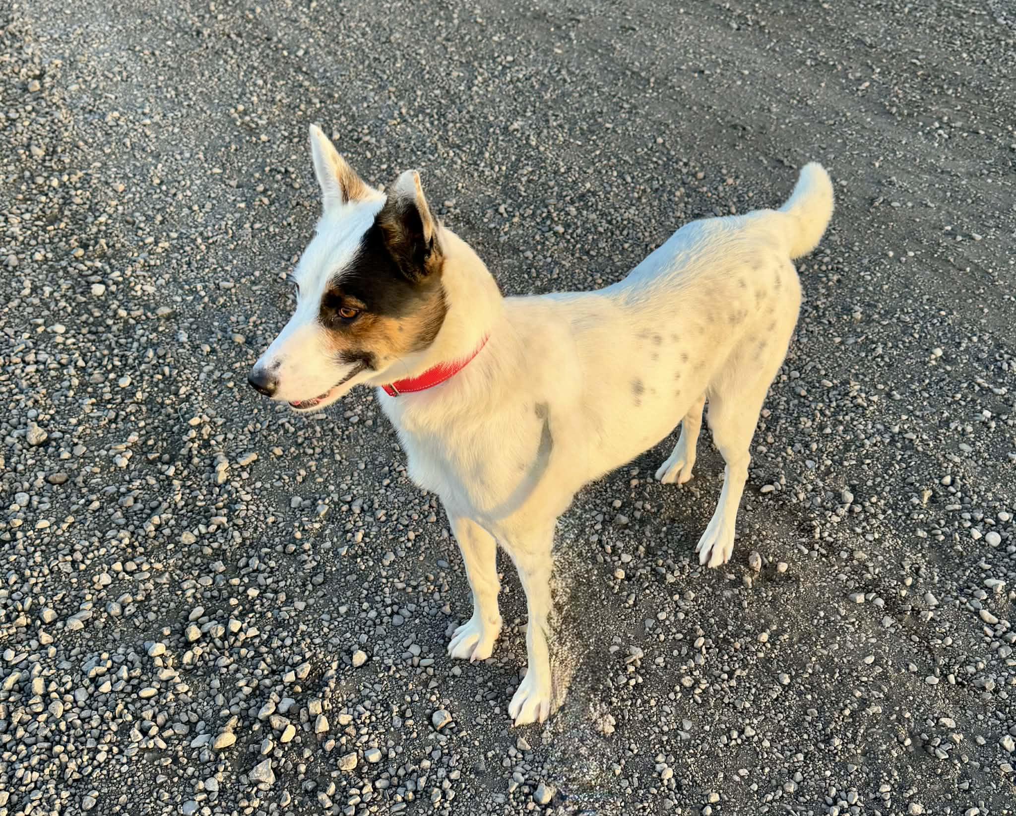 Enrico, ADOPTABLE, Adult Male Australian Cattle Dog / Blue Heeler & Border Collie.