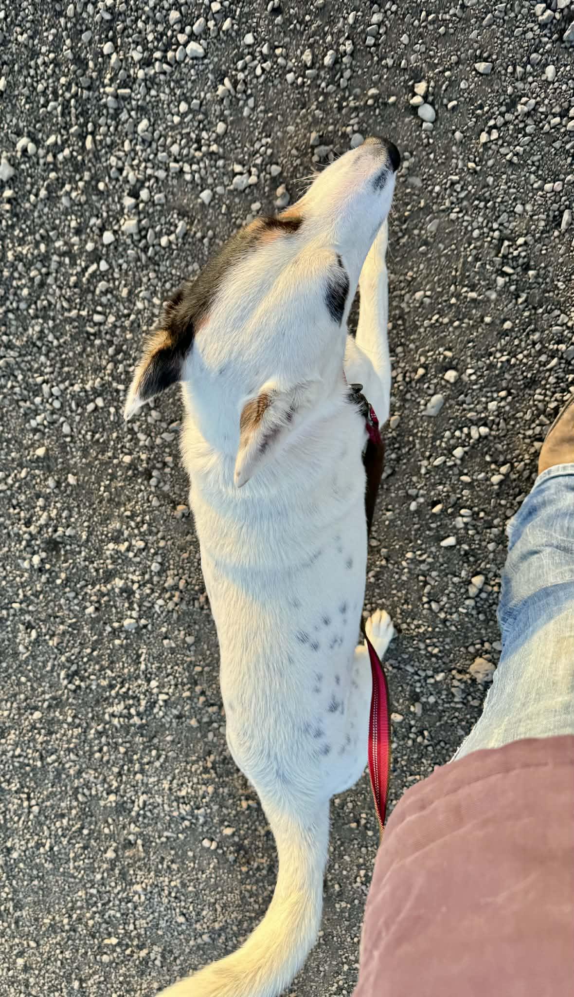 Enrico, a ADOPTABLE mixed breed in Bend, OR image 2/6