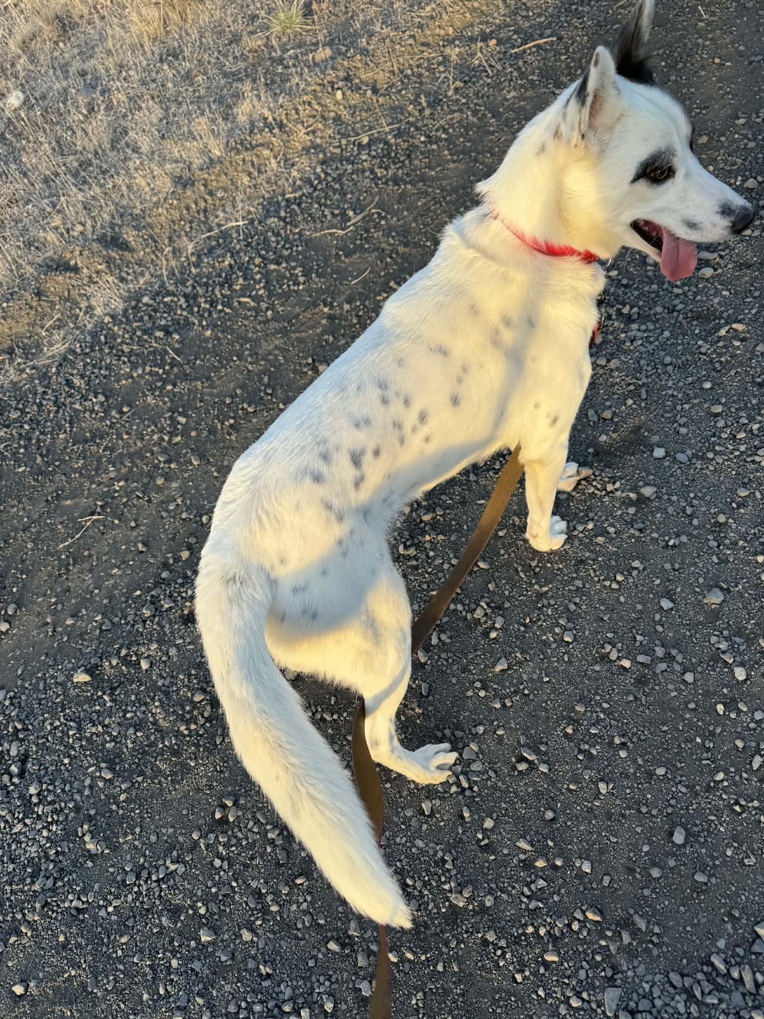 Enrico, a ADOPTABLE mixed breed in Bend, OR image 3/6