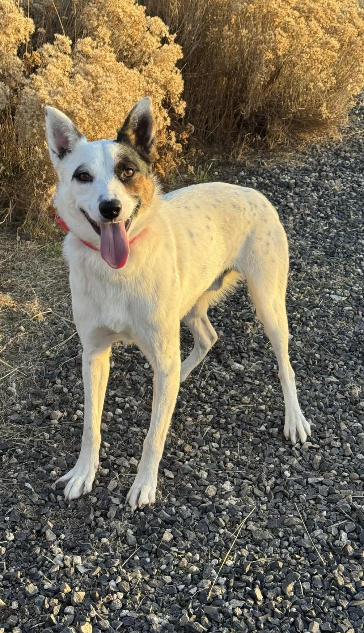 Enrico, a ADOPTABLE mixed breed in Bend, OR image 4/6