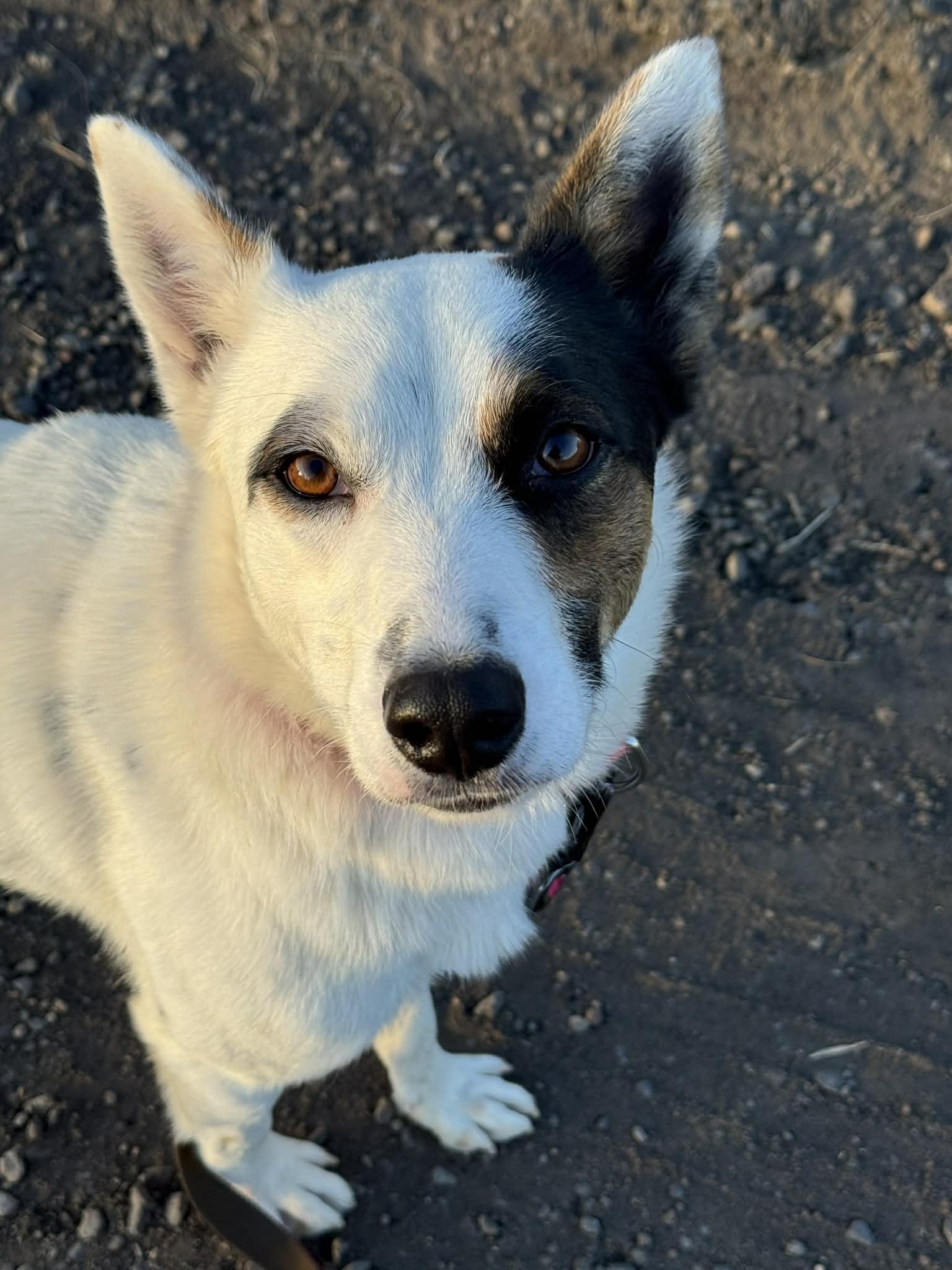 Enrico, a ADOPTABLE mixed breed in Bend, OR image 5/6