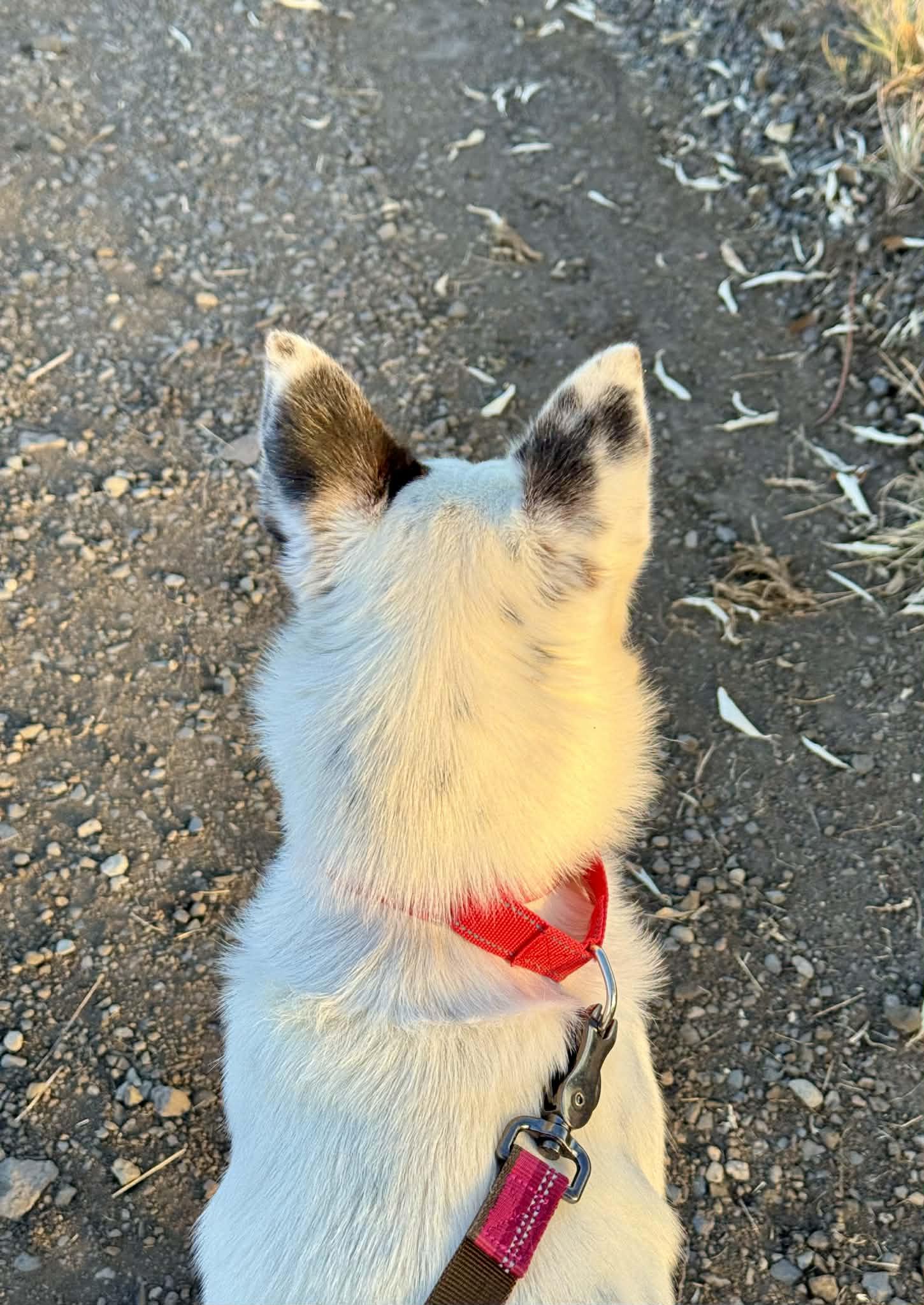 Enrico, a ADOPTABLE mixed breed in Bend, OR image 6/6